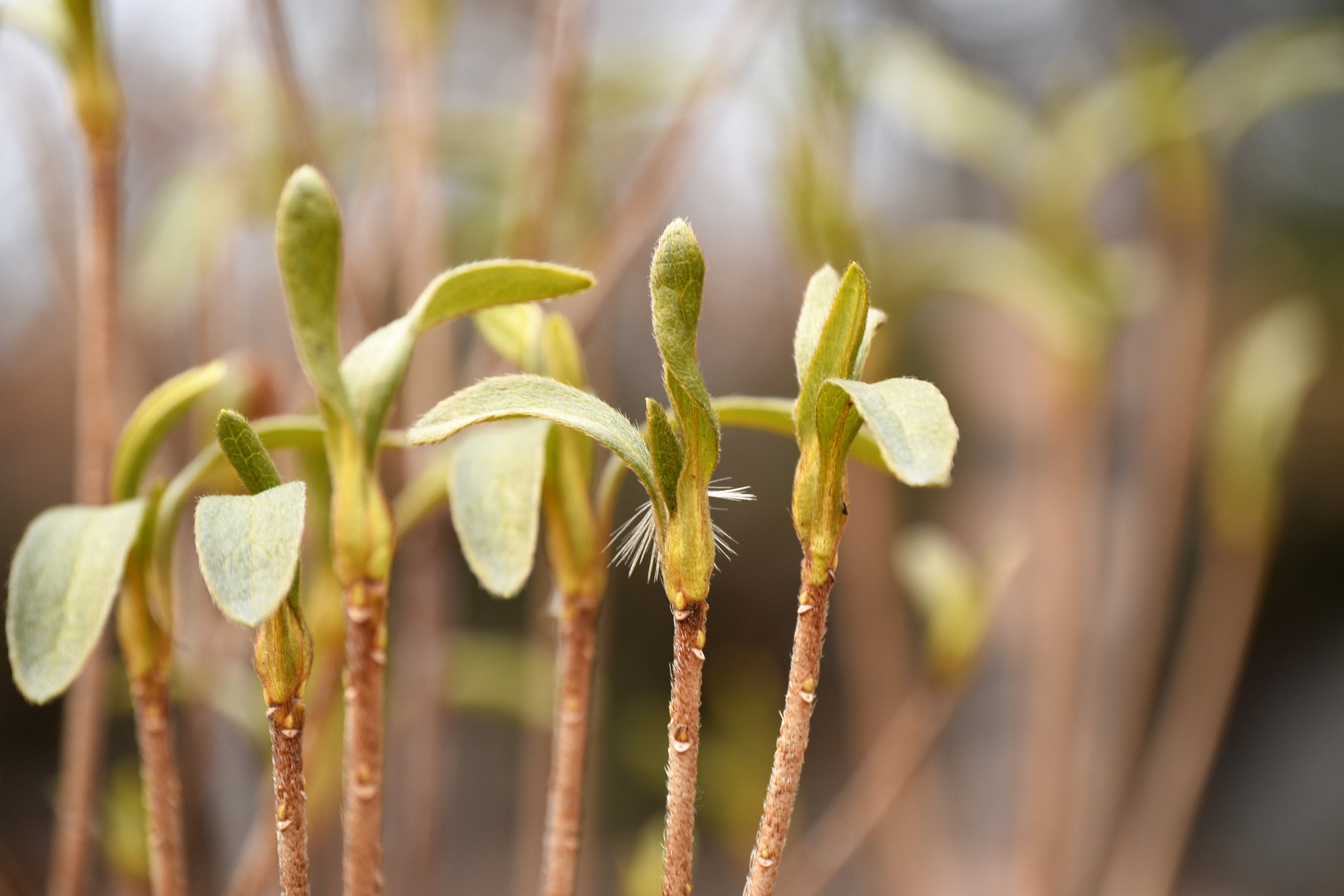 Nikon D5500 sample photo. A bud photography