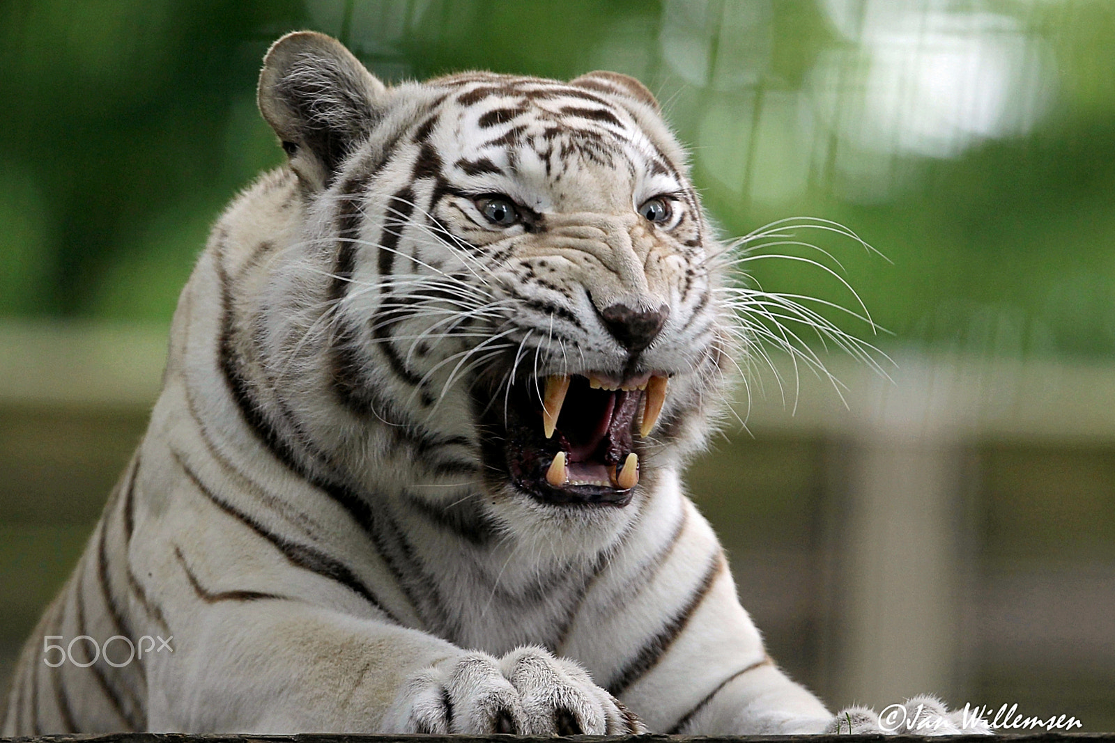 Canon EF 300mm F2.8L IS II USM sample photo. White tiger photography