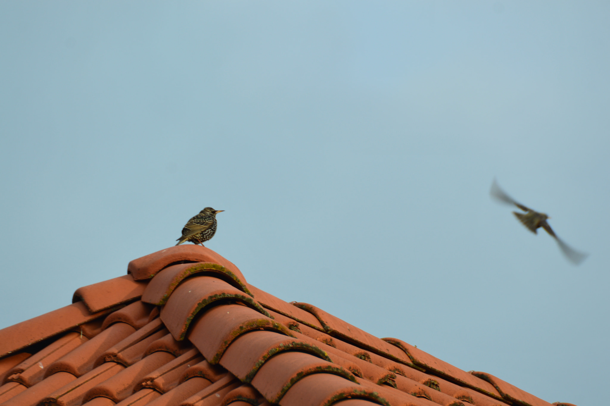 Sigma APO 170-500mm F5-6.3 Aspherical RF sample photo
