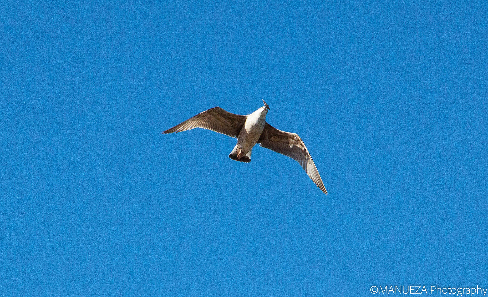 Canon EOS 50D + Canon EF 24-105mm F4L IS USM sample photo. Seagull with his breakfast photography