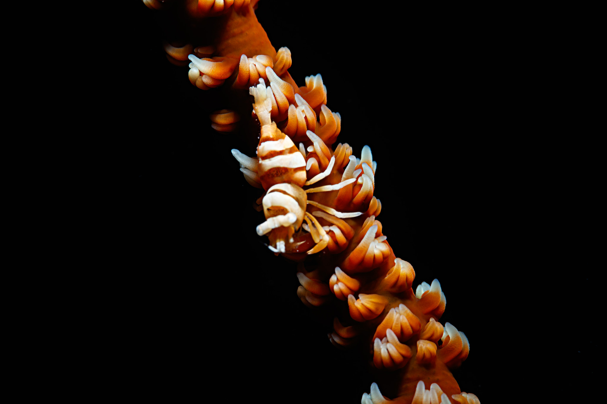 Canon EF 100mm F2.8L Macro IS USM sample photo. Colemans shrimp, pemuteran bali photography