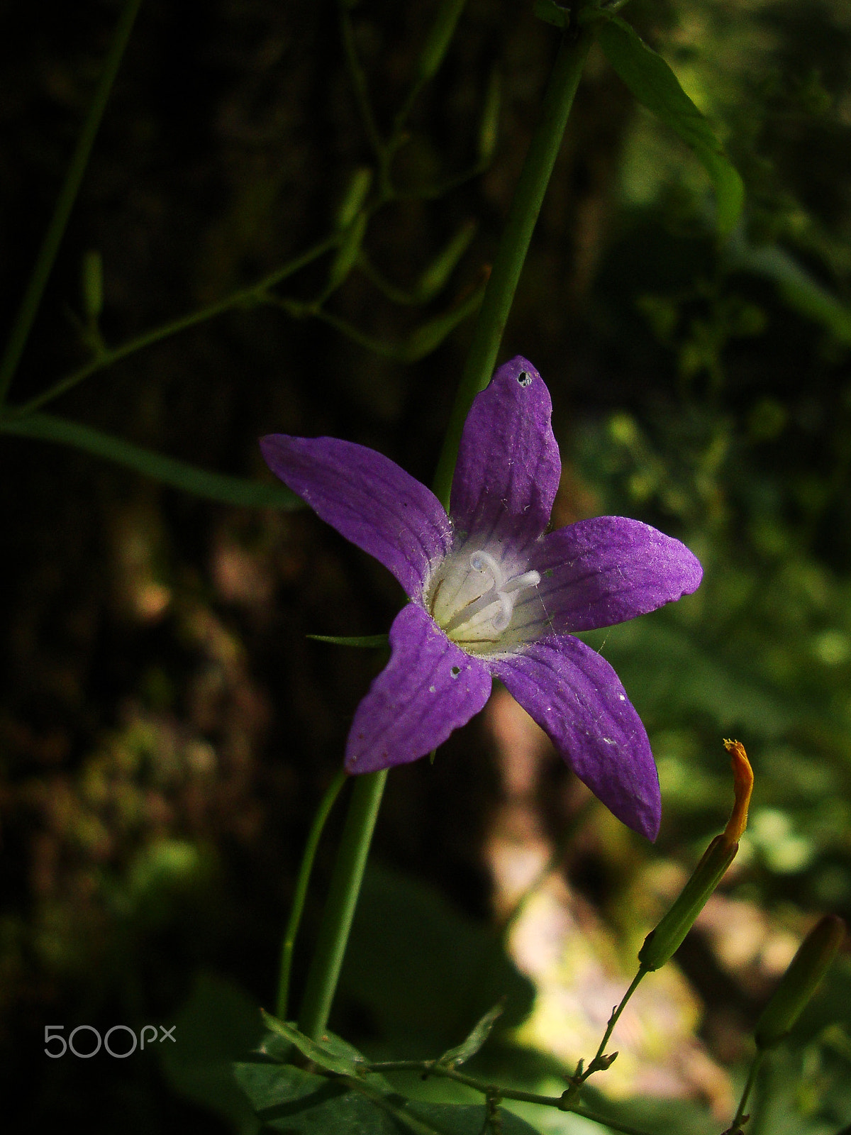 Sony Cyber-shot DSC-W220 sample photo. In the woods photography