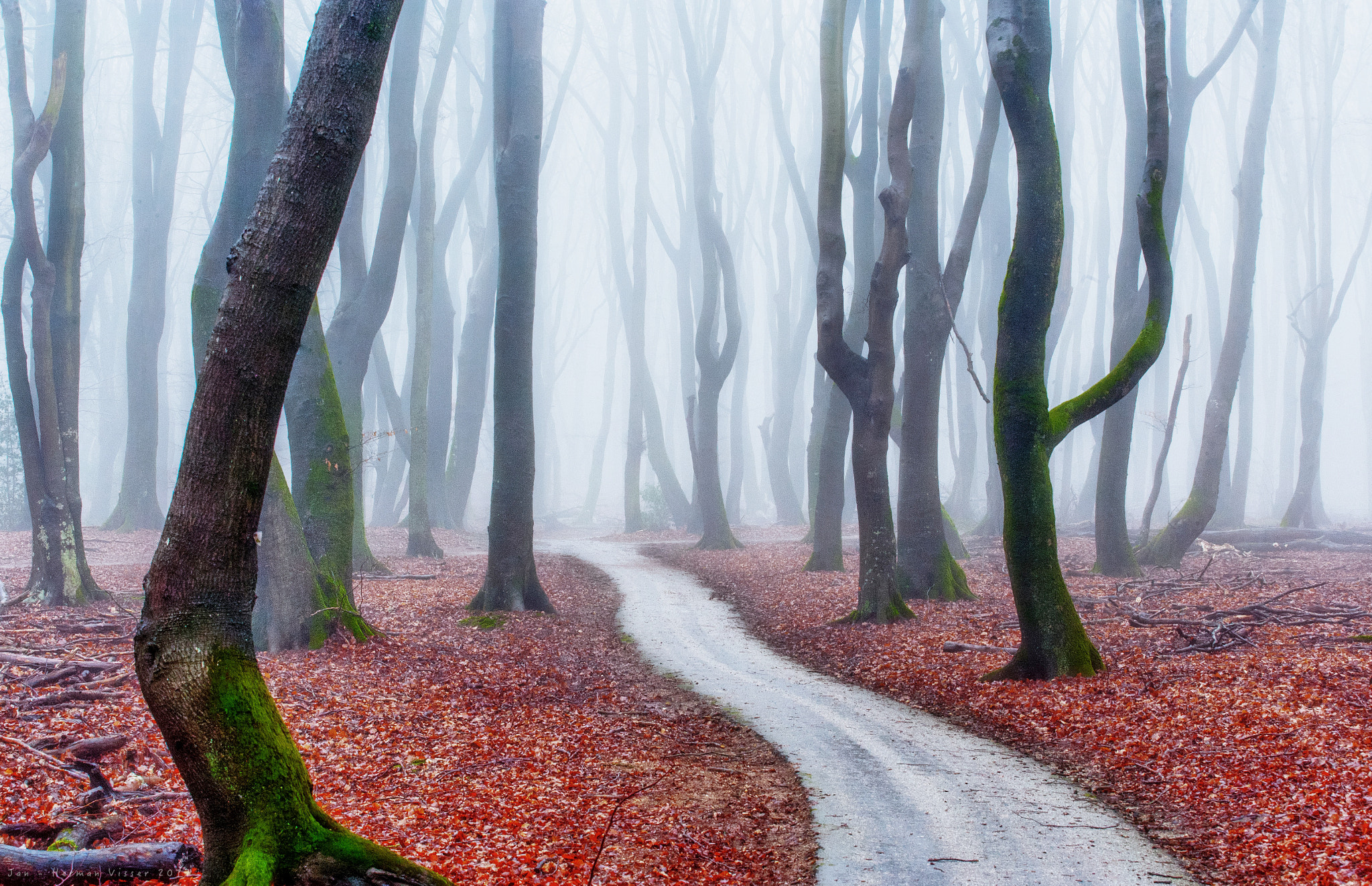 Canon EOS-1Ds Mark II sample photo. Forest mysteries photography