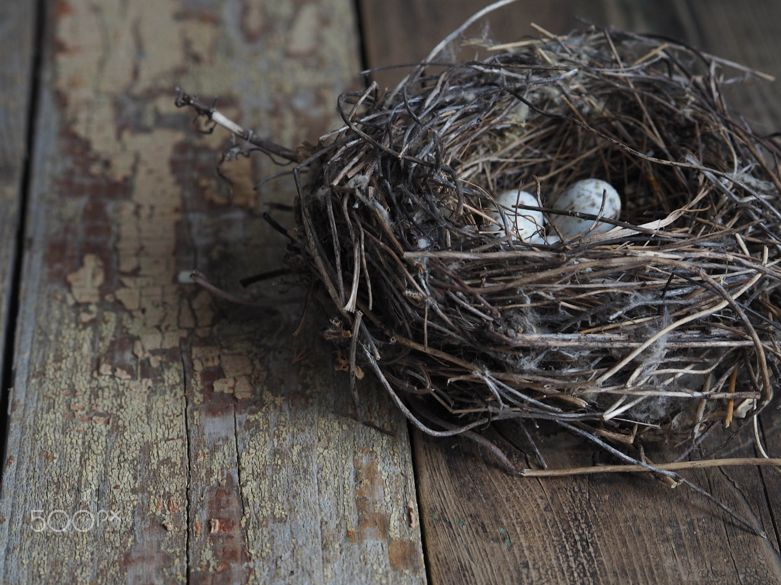 Olympus OM-D E-M10 + Olympus M.Zuiko Digital 45mm F1.8 sample photo. A real nest of birds on a wooden background photography