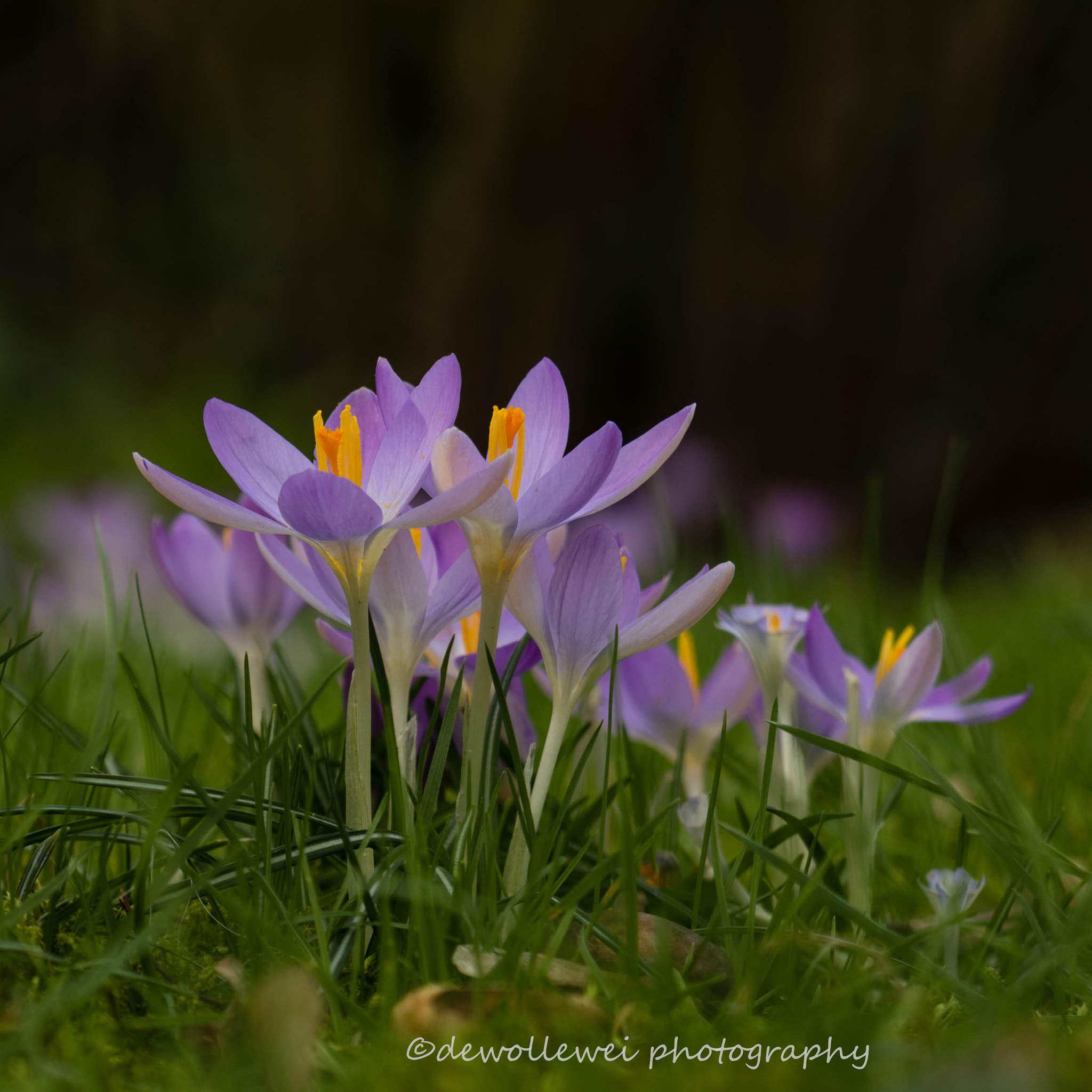 Canon EF 100mm F2.8 Macro USM sample photo. Krokus photography