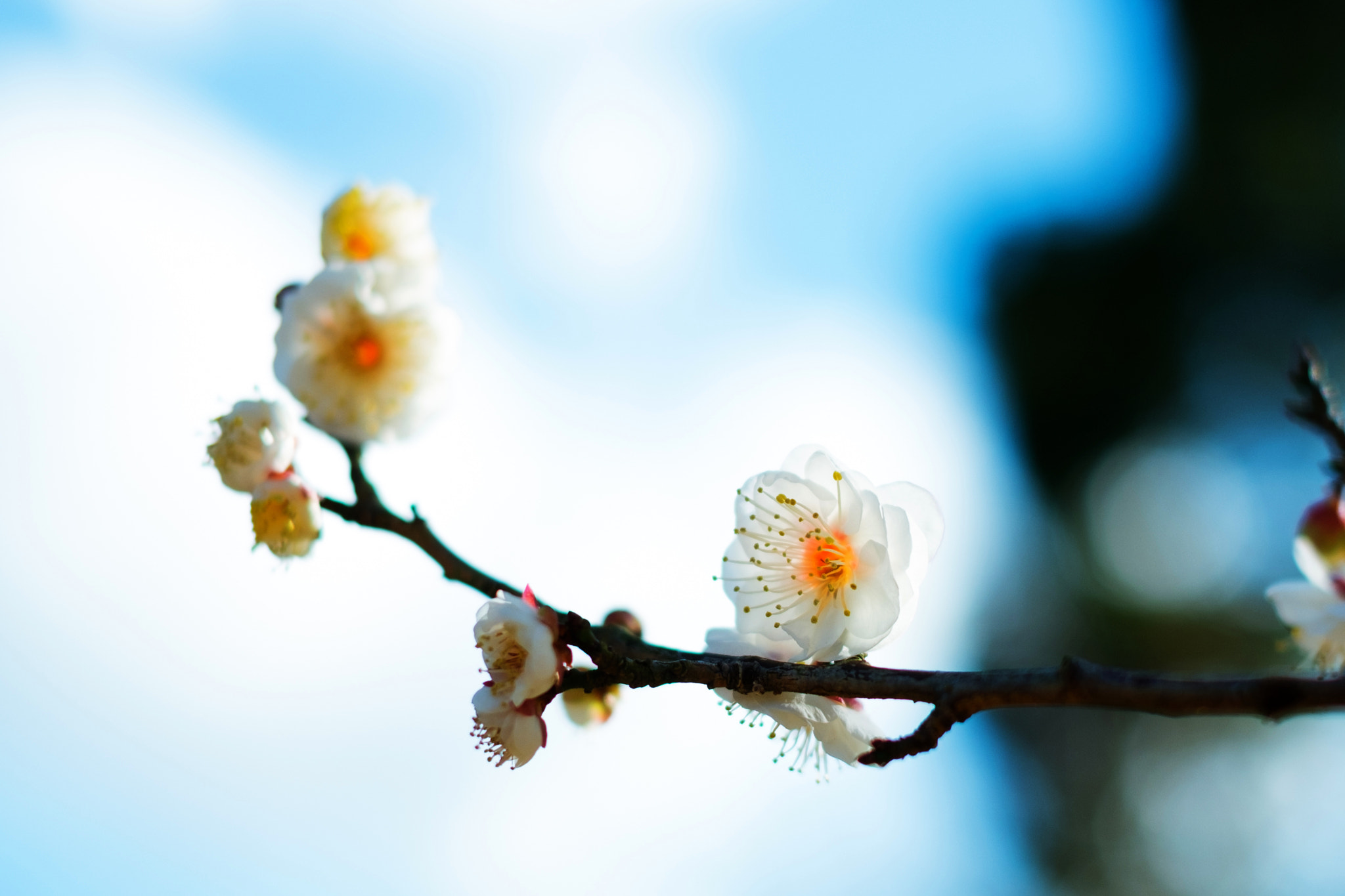 Fujifilm X-M1 + Fujifilm XF 35mm F1.4 R sample photo. Plum blossom photography