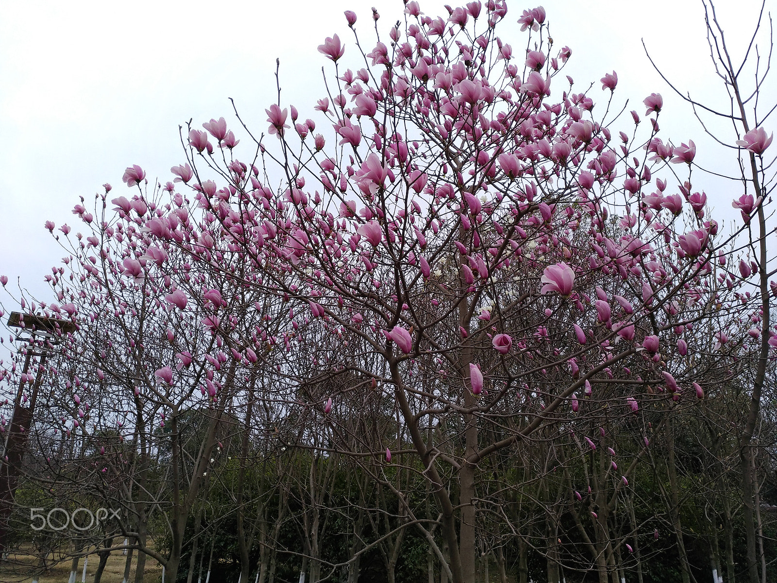 ASUS ZenFone 3 (ZE552KL) sample photo. Purple flowers on trees photography