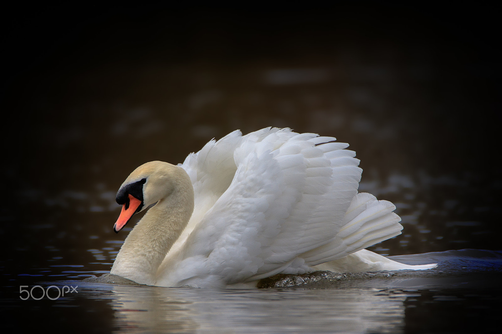 150-600mm F5-6.3 DG OS HSM | Contemporary 015 sample photo. Majestic swan photography