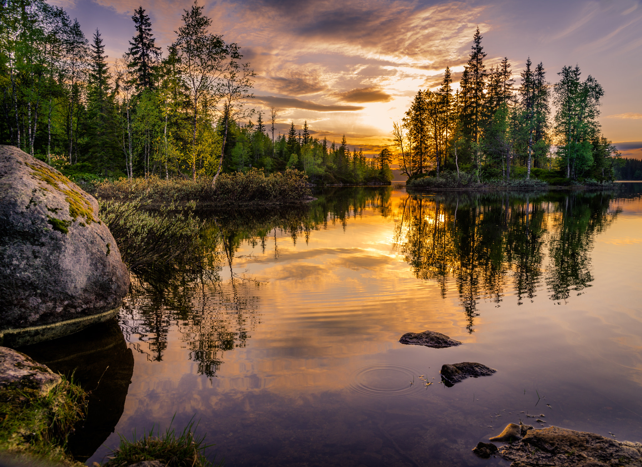 Nikon D610 + Sigma 24-70mm F2.8 EX DG HSM sample photo. Sunset in the forest photography