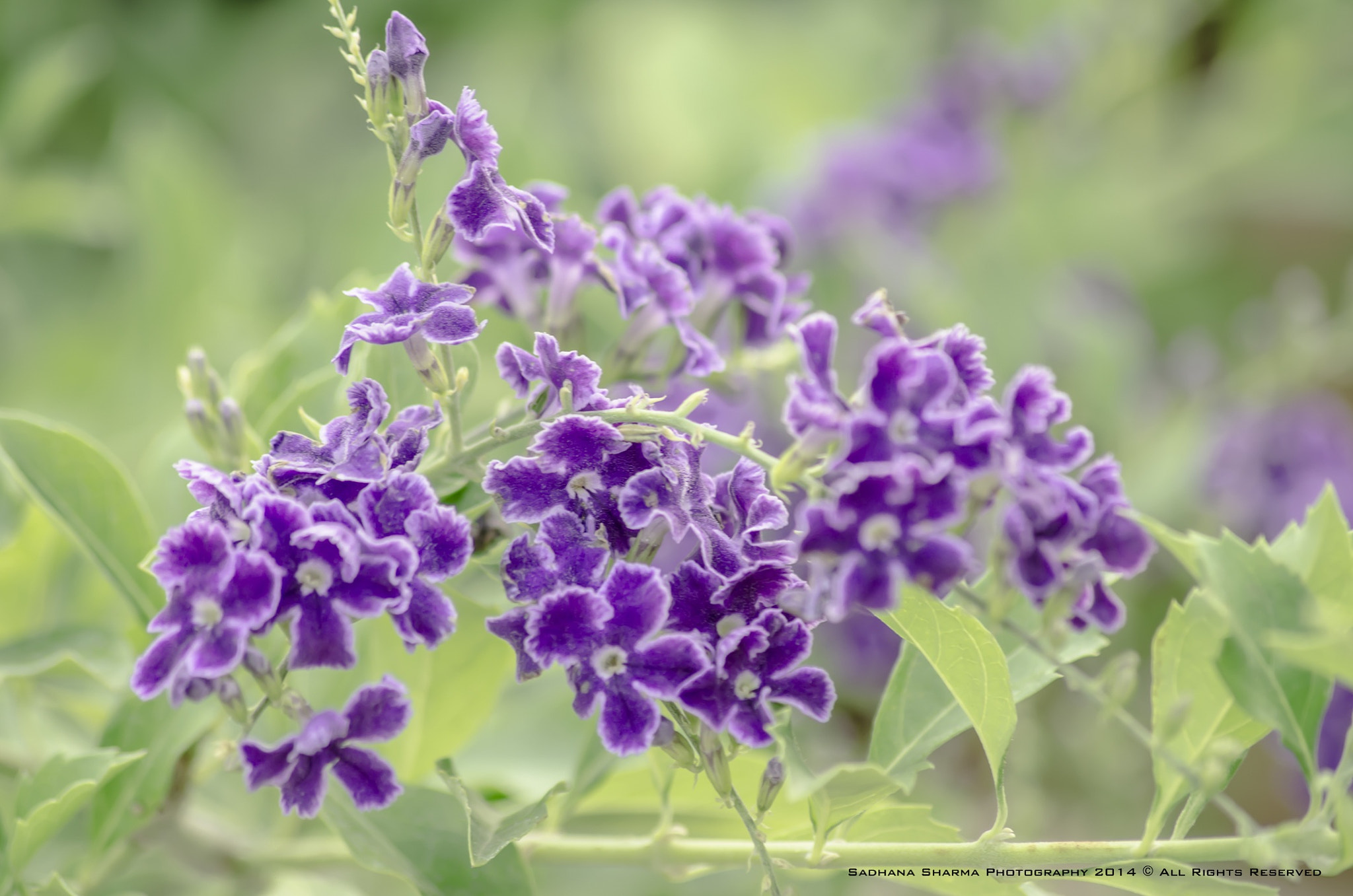 Sigma 70-300mm F4-5.6 APO DG Macro sample photo. Violet petals photography