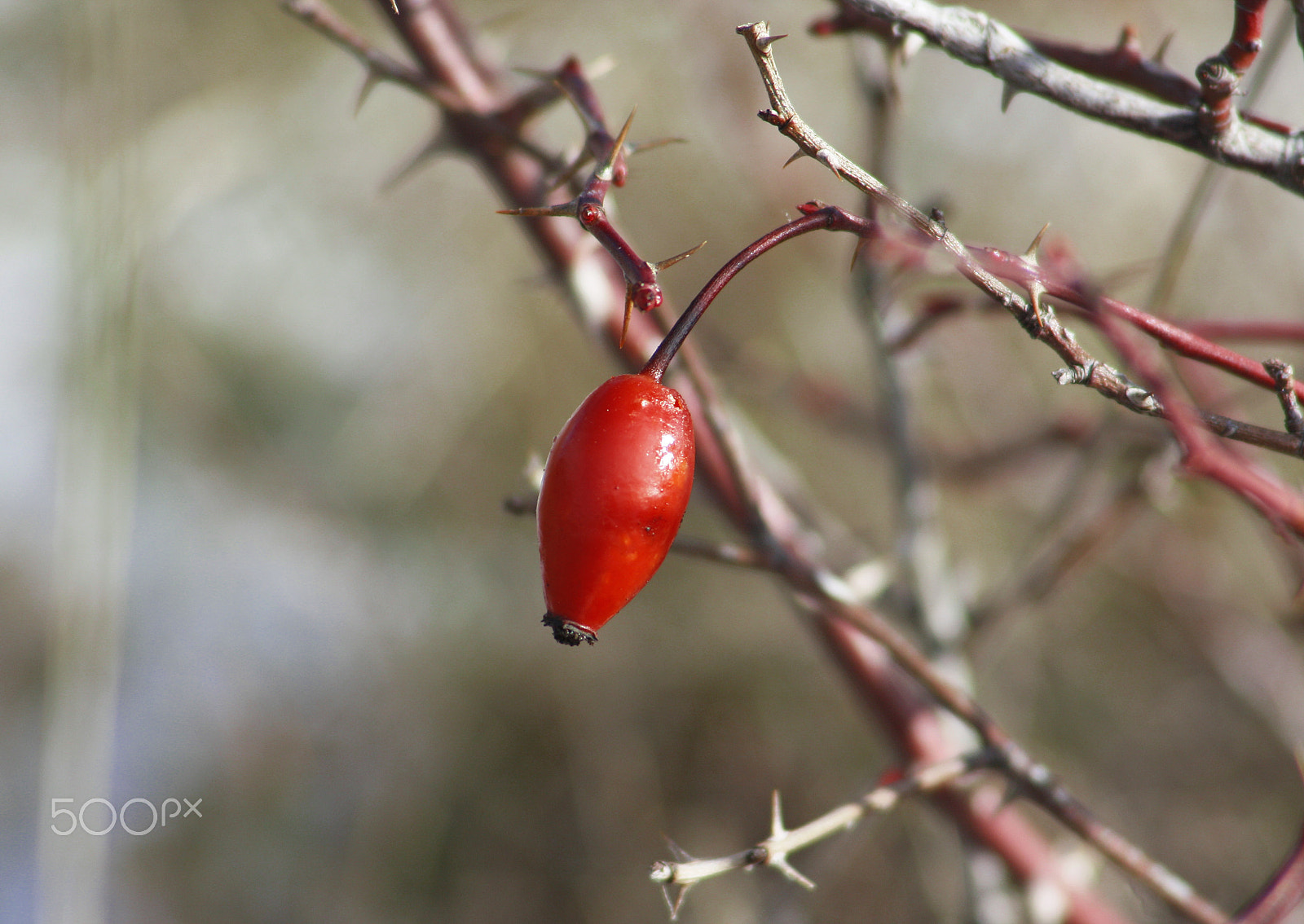 Canon EF 55-200mm F4.5-5.6 II USM sample photo. Red fruit photography