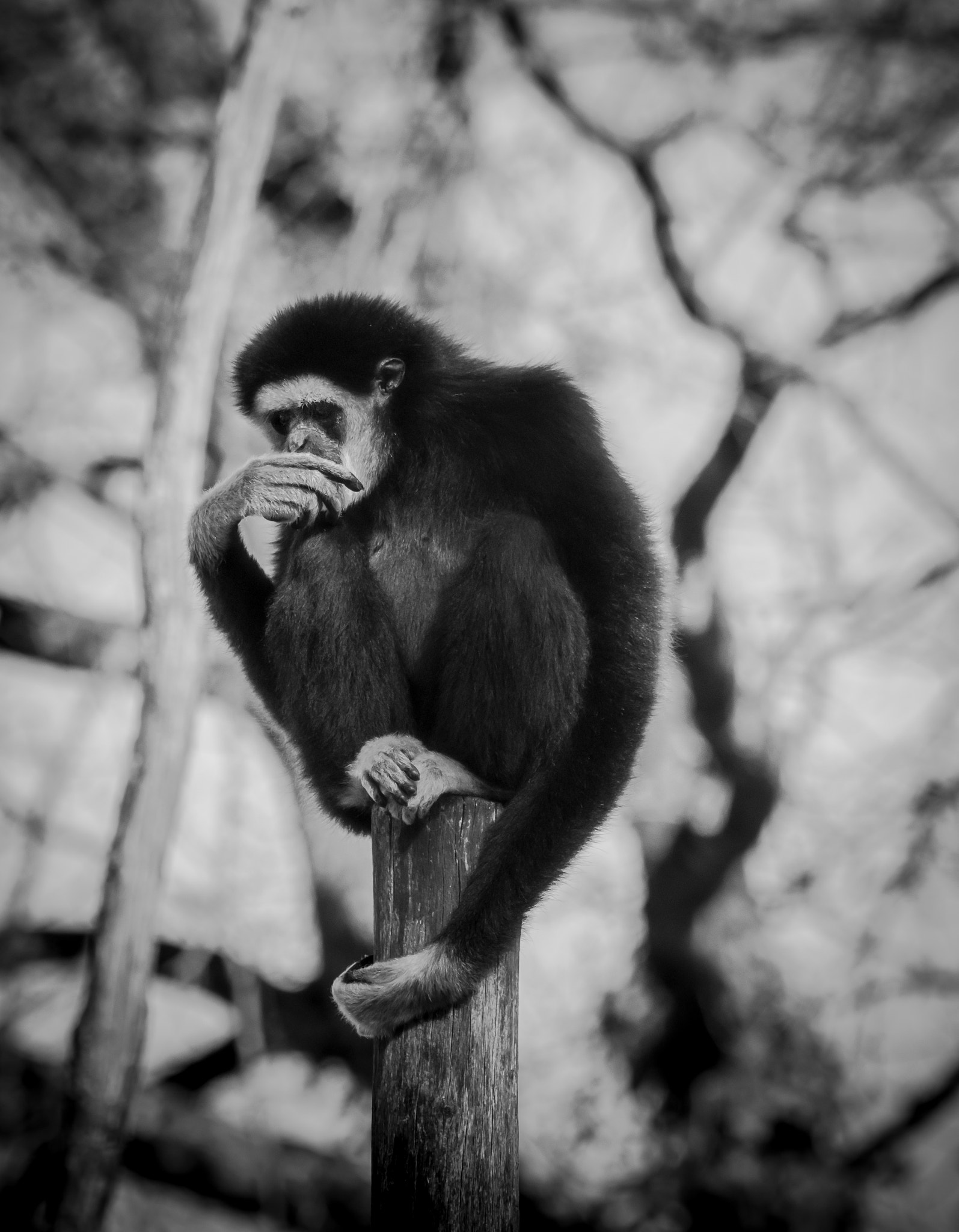 Nikon D7200 sample photo. The thinker photography
