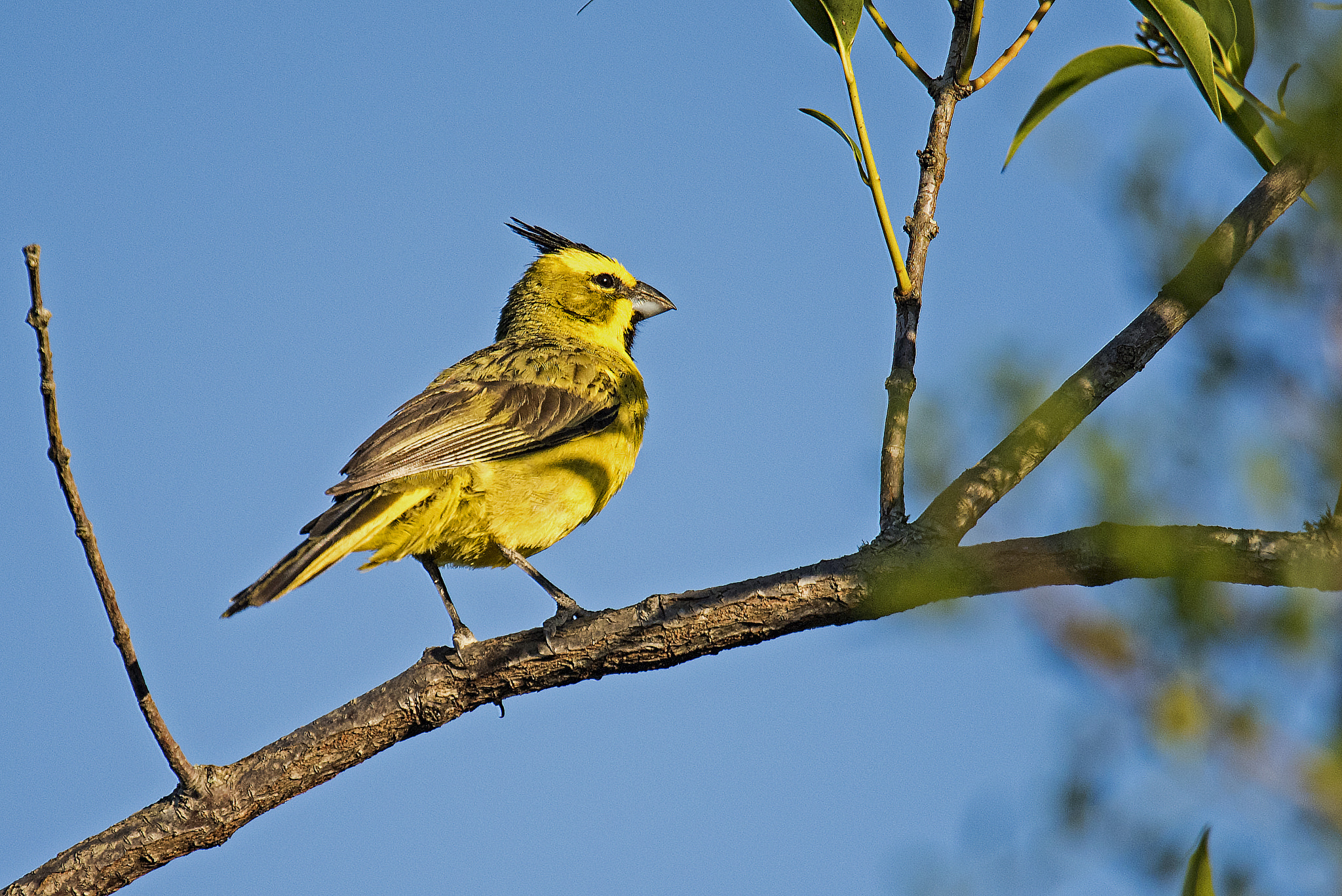 Nikon Nikkor AF-S 300mm F4E PF ED VR sample photo. Yellow cardinal photography