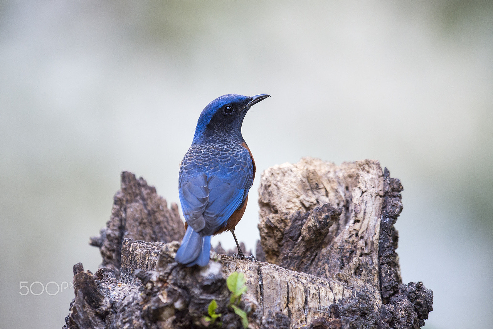 Nikon D4 sample photo. Chestnut breastedthrush from yunnan, china photography