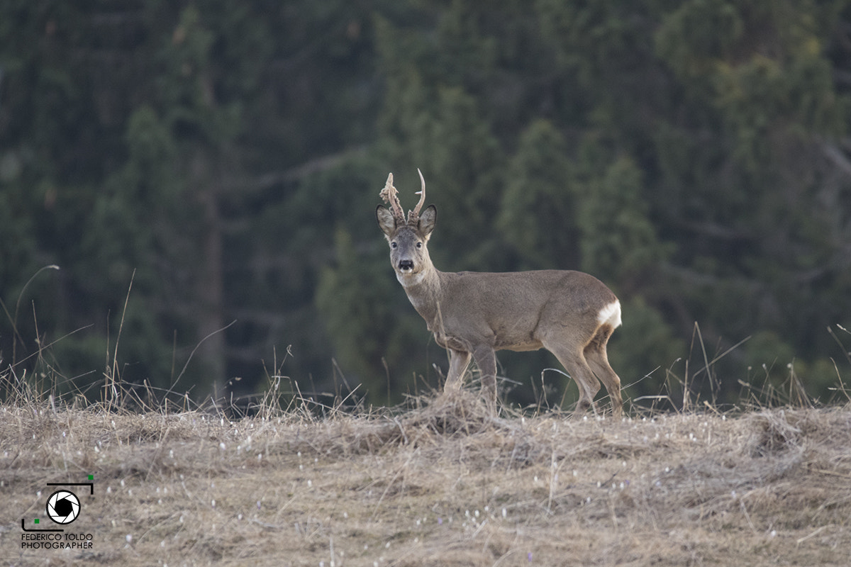 150-600mm F5-6.3 DG OS HSM | Sports 014 sample photo. Capriolo photography