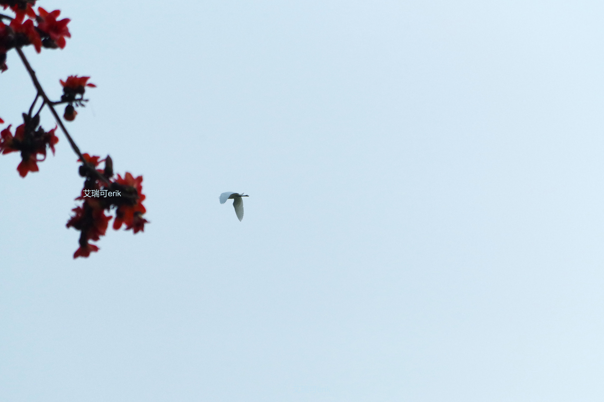 smc Pentax-DA L 50-200mm F4-5.6 ED WR sample photo. 略湖归巢slightly lake homing photography