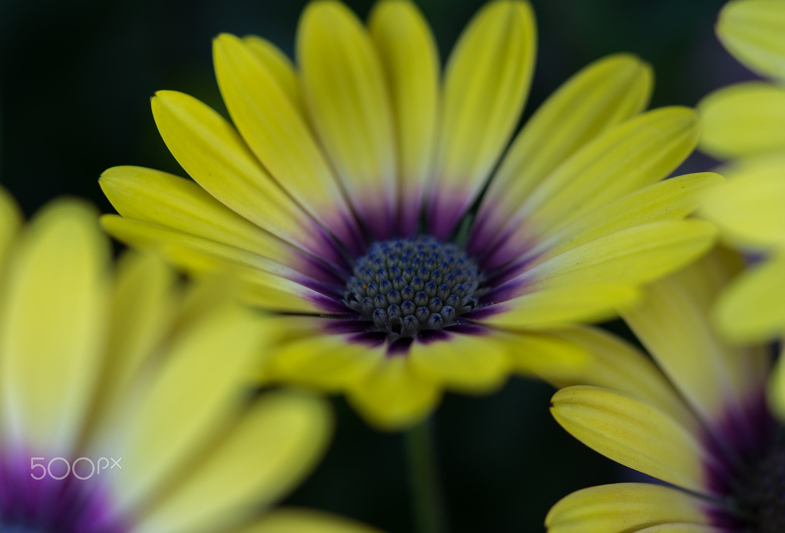 Sony a7 II sample photo. Osteospermum photography