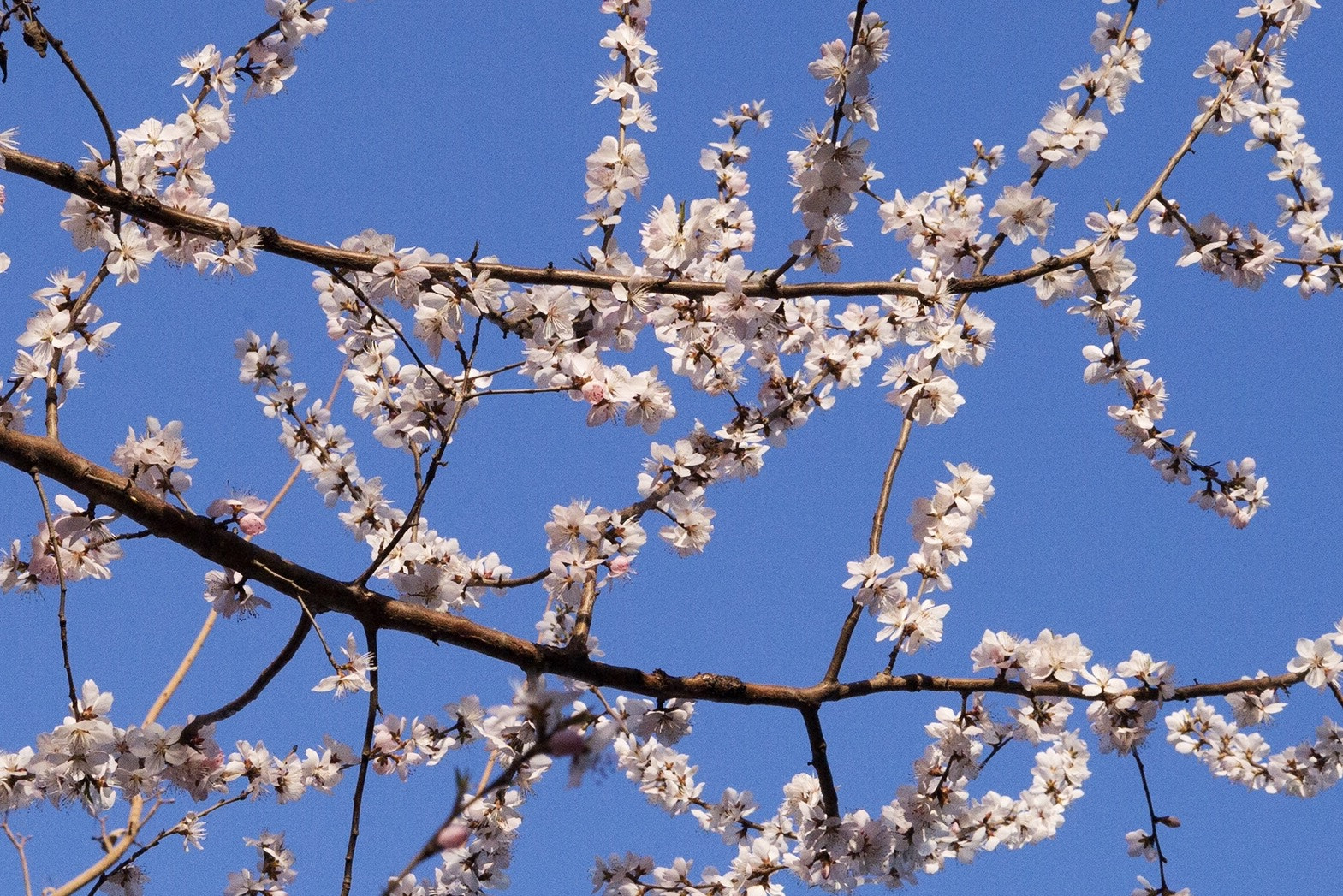 Leica Summarit-M 50mm F2.4 sample photo