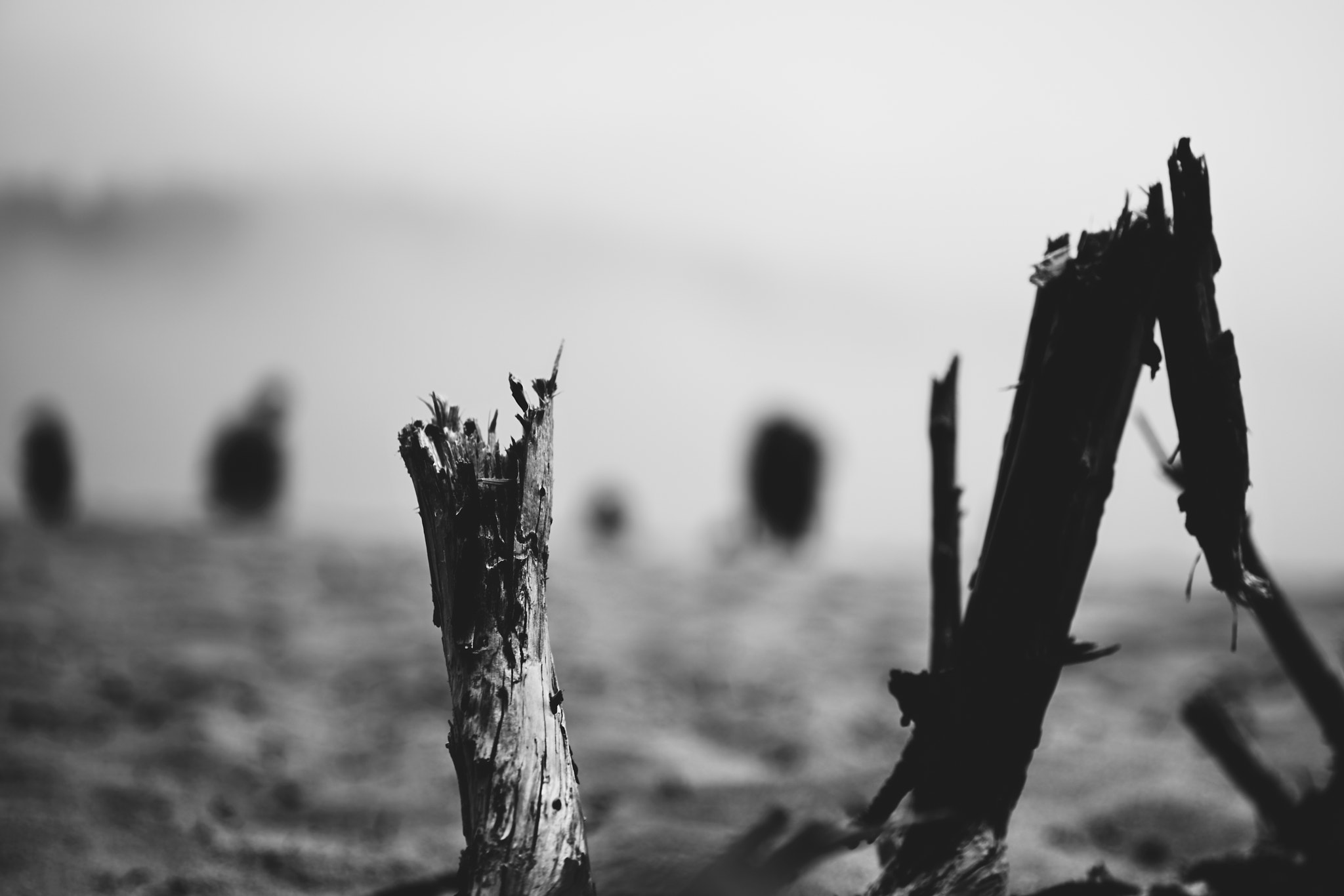 Canon EF 24-70mm F4L IS USM sample photo. Dark creatures photography
