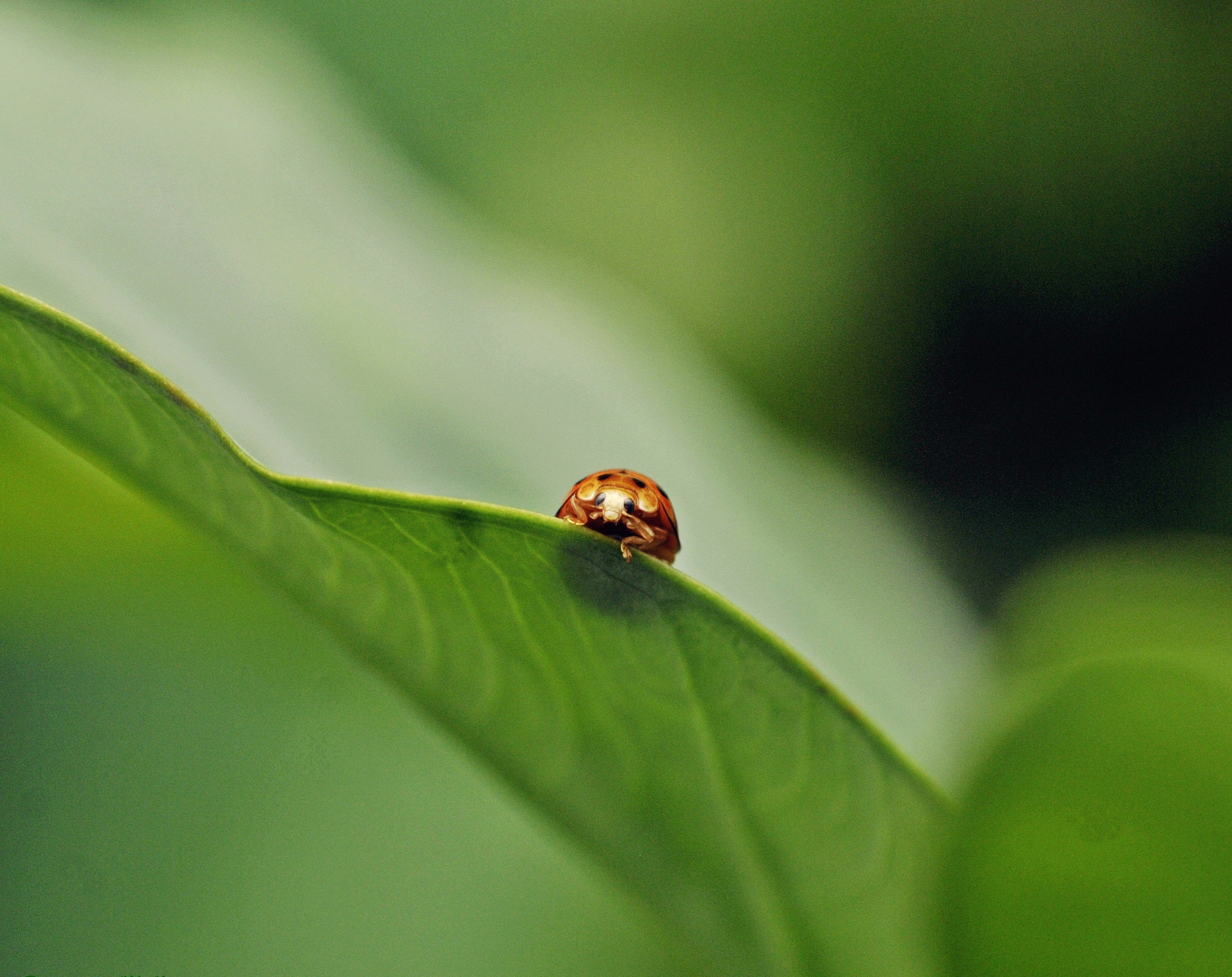 Nikon D300 + Nikon AF Nikkor 50mm F1.8D sample photo. Say "hello" photography