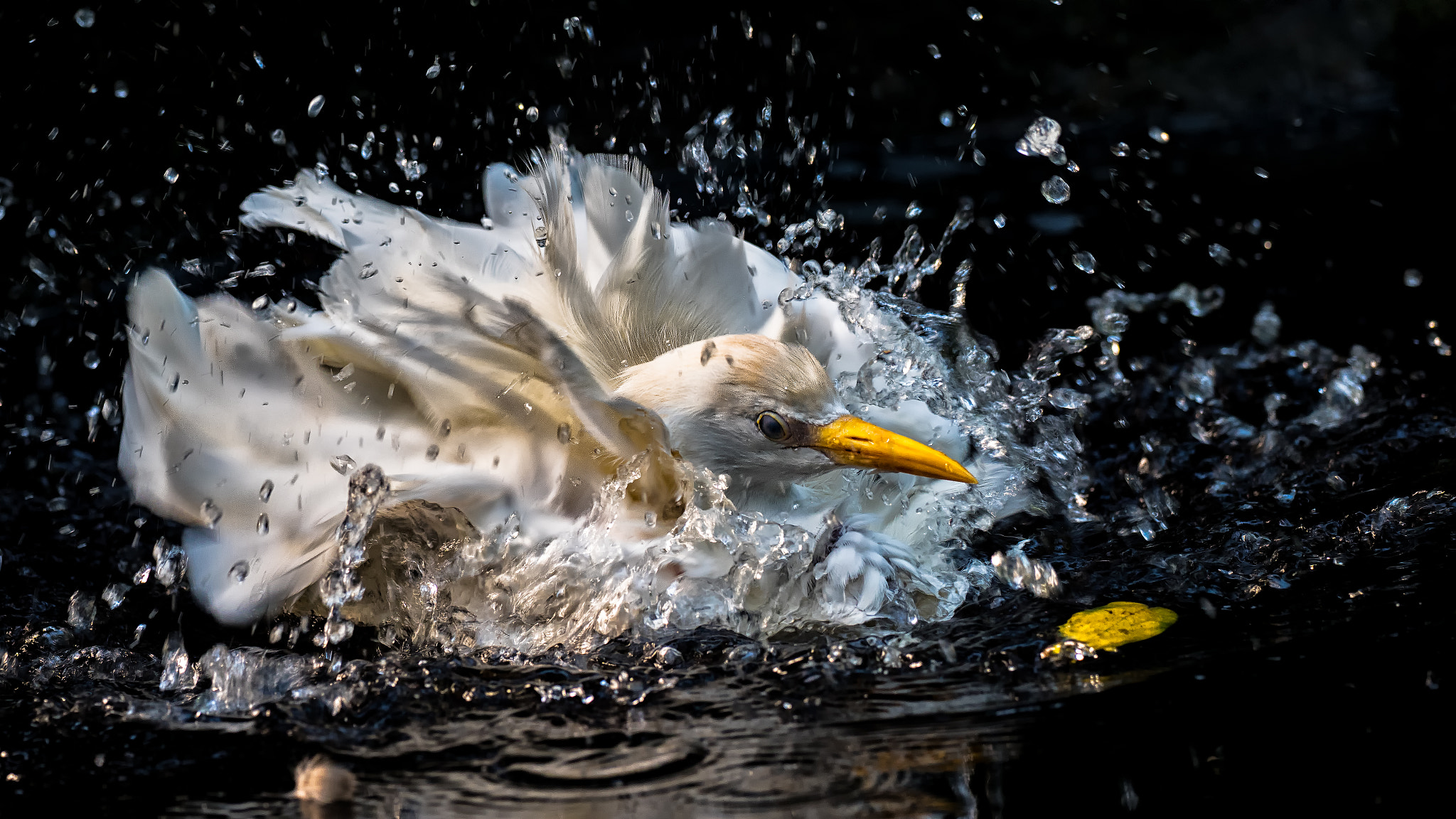 OLYMPUS M.300mm F4.0 sample photo. White heron photography