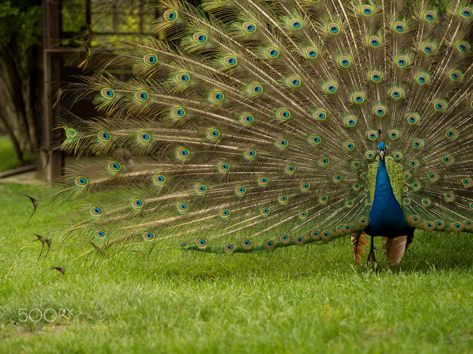 Olympus OM-D E-M10 + Olympus M.Zuiko Digital 45mm F1.8 sample photo. Male peacock with flowing tail photography