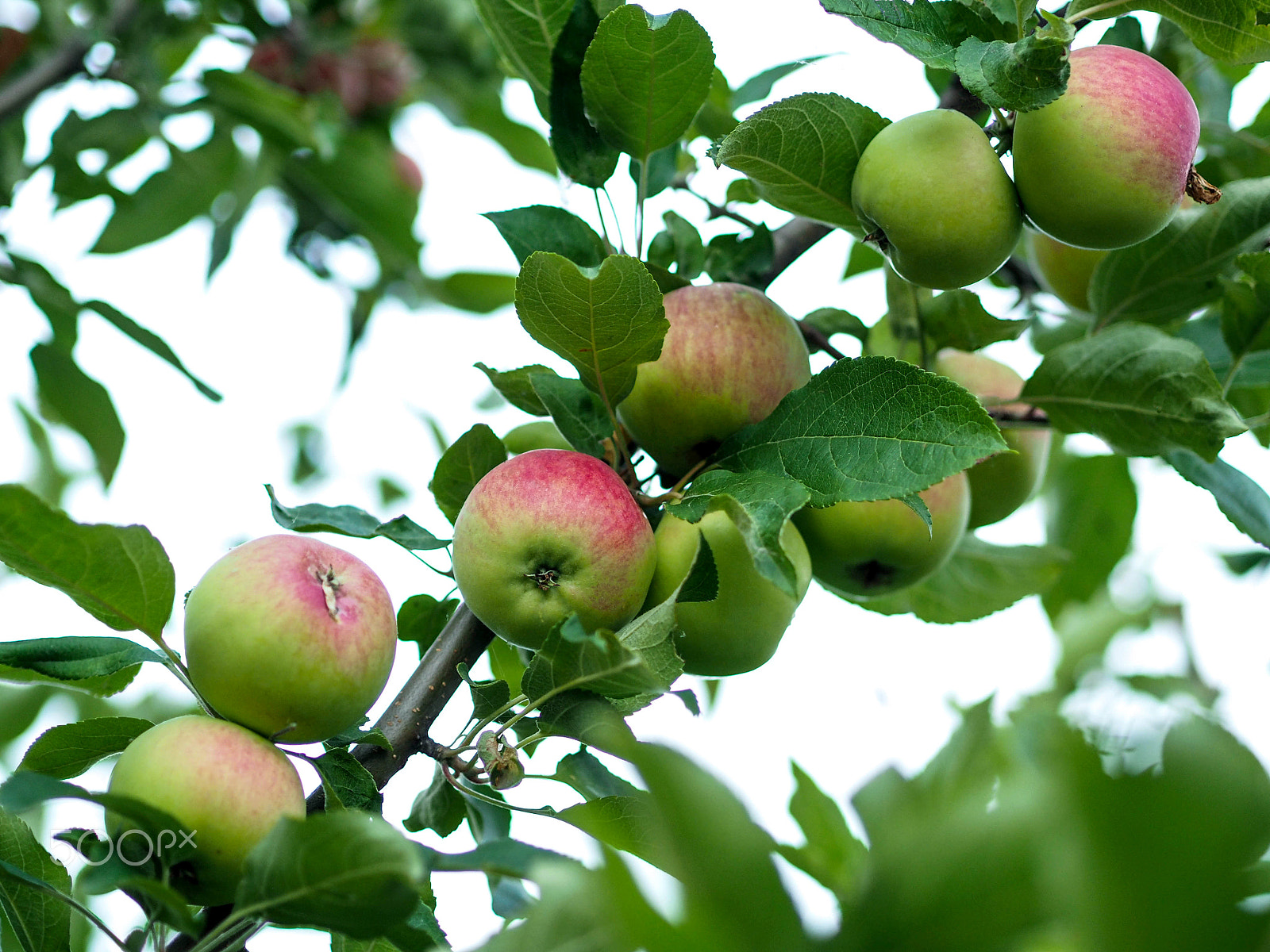 Olympus OM-D E-M10 + Olympus M.Zuiko Digital 45mm F1.8 sample photo. Ripe apple on the branches in the garden photography
