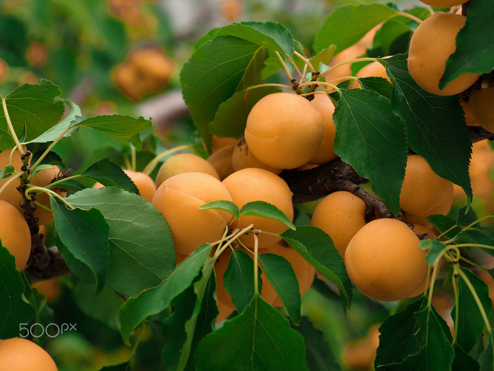 Olympus OM-D E-M10 + Olympus M.Zuiko Digital 45mm F1.8 sample photo. Ripe yellow apricots on branches on a tree in the photography