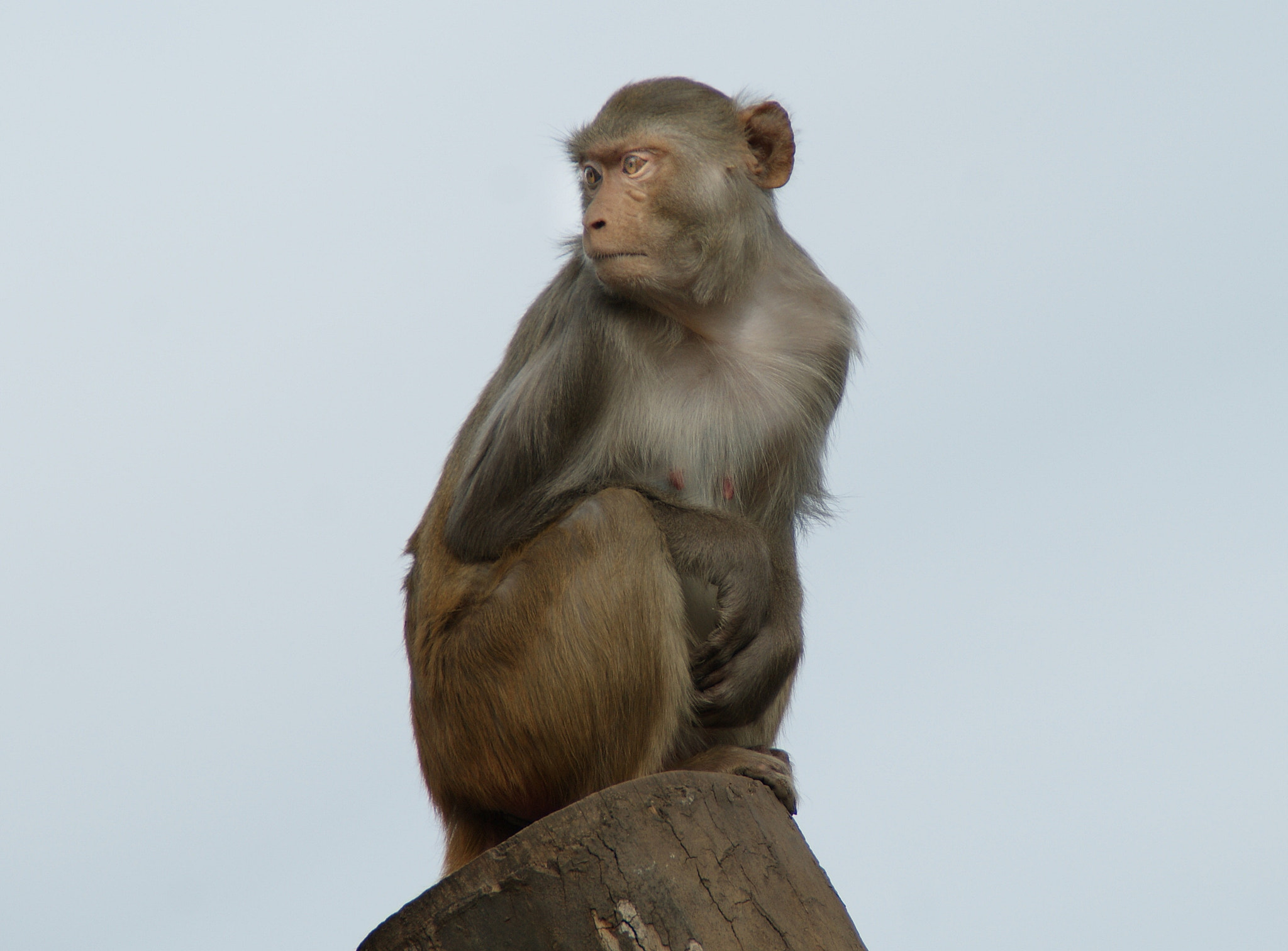 Sony DT 18-200mm F3.5-6.3 sample photo. The observer photography