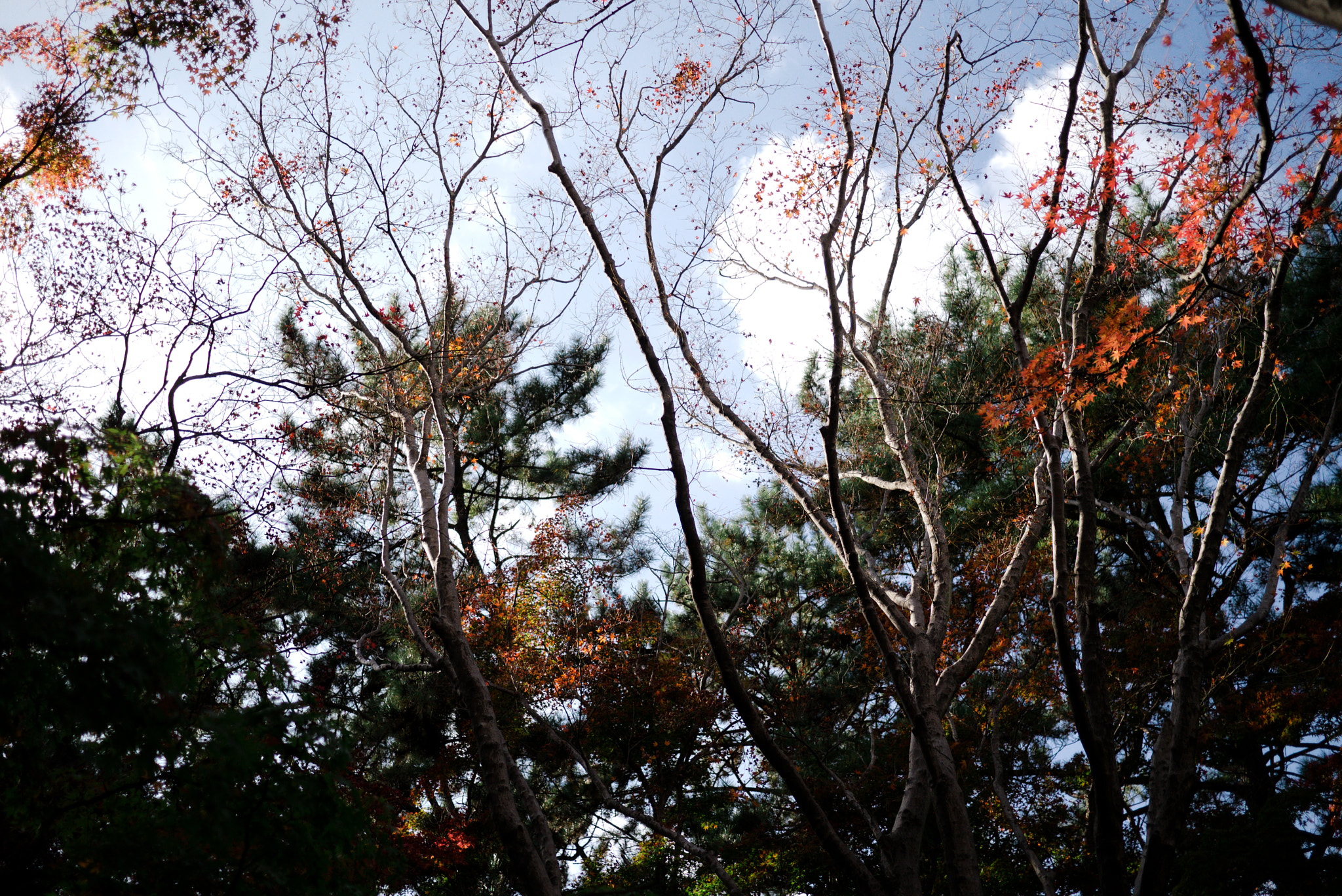 Panasonic Lumix DMC-GX1 sample photo. Maple in jinhae #1 photography