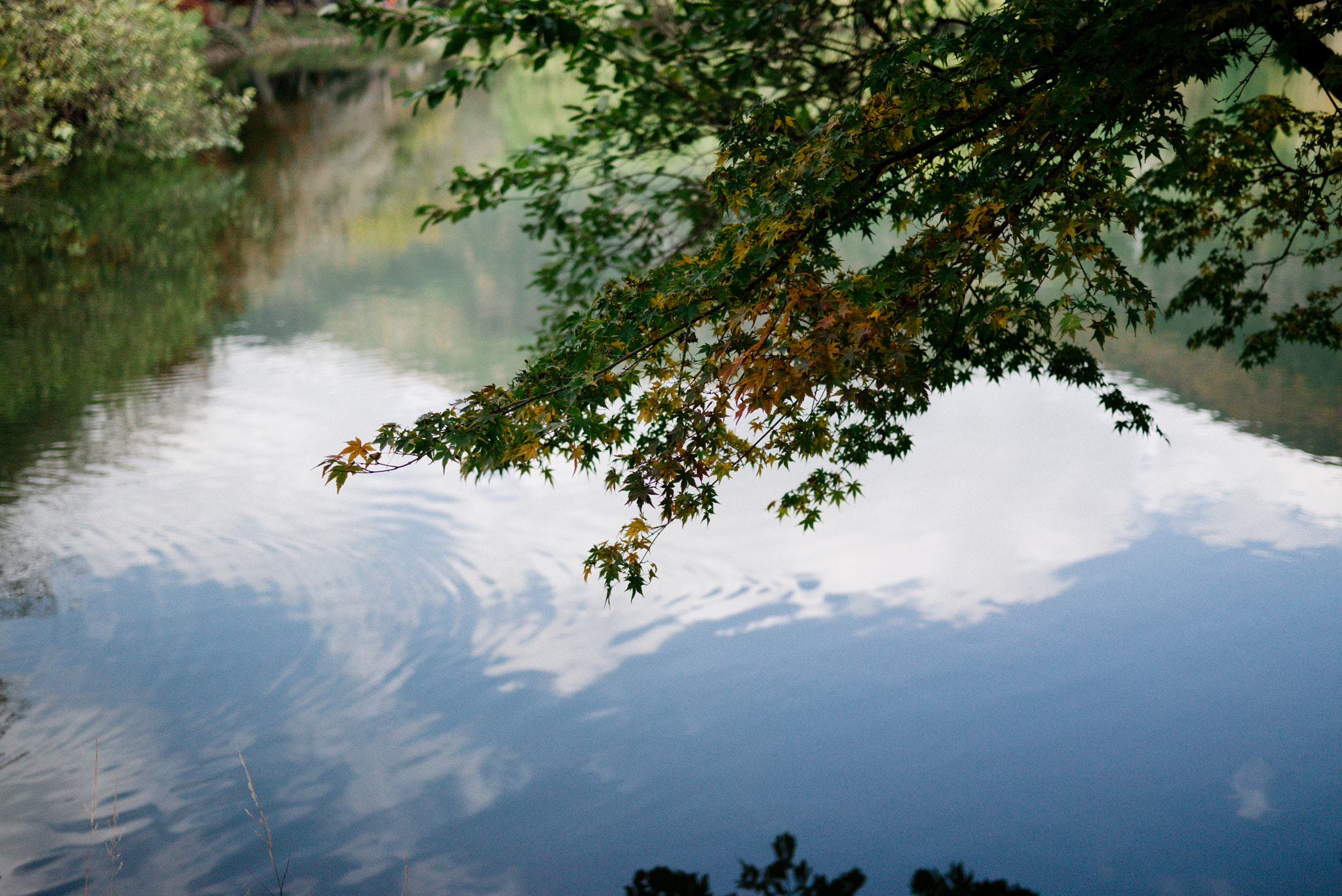 Panasonic Lumix DMC-GX1 + Panasonic Lumix G 20mm F1.7 ASPH sample photo. Maple in jinhae #2 photography