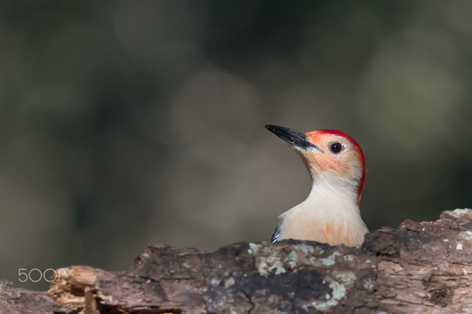 Nikon Nikkor AF-S 300mm F4E PF ED VR sample photo. Peek-a-boo photography