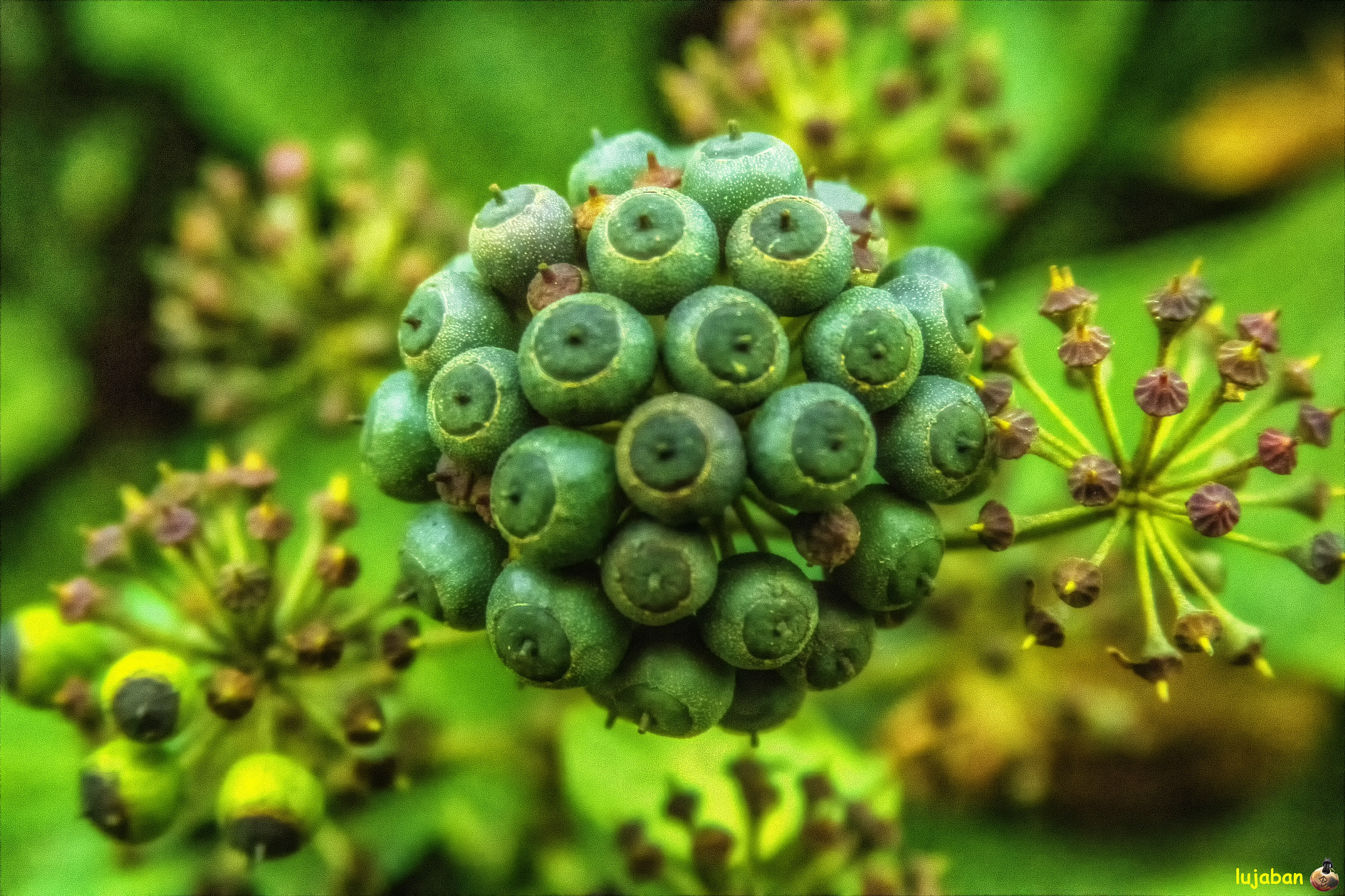 Canon EF 28-135mm F3.5-5.6 IS USM sample photo. Ivy buds photography