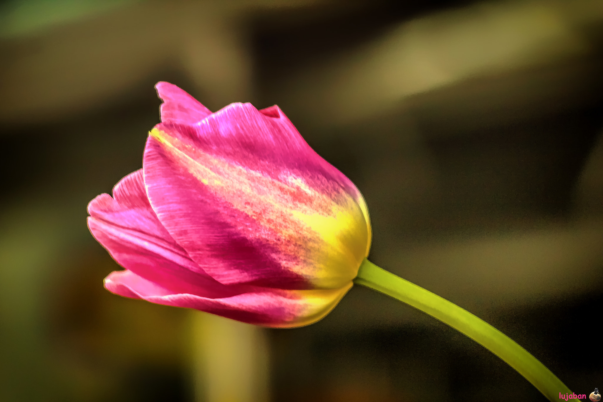 Canon EOS 60D + Canon EF 100mm F2.8 Macro USM sample photo. Pink tulip photography