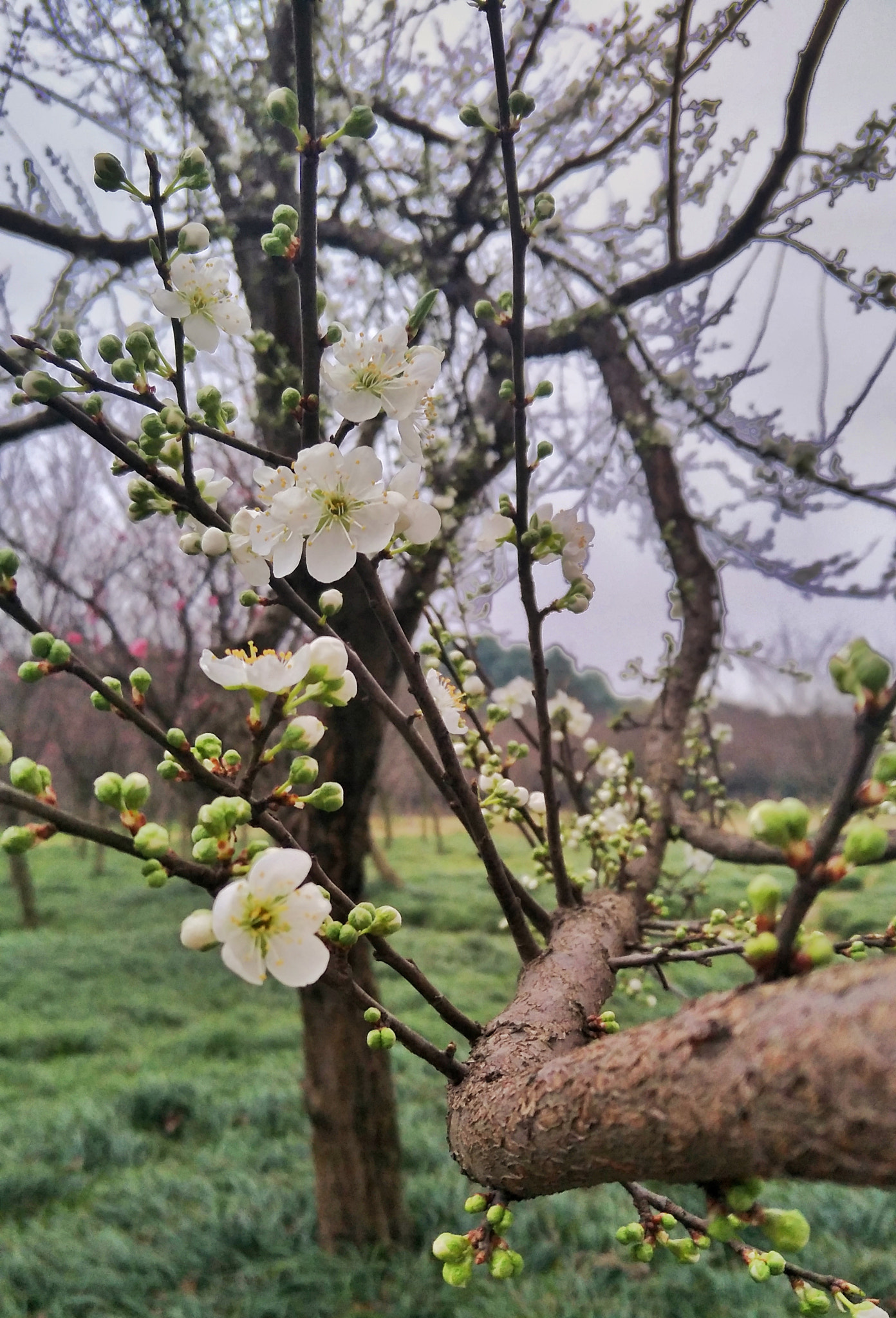 OPPO R9 PLUSTM A sample photo. The spring  photography