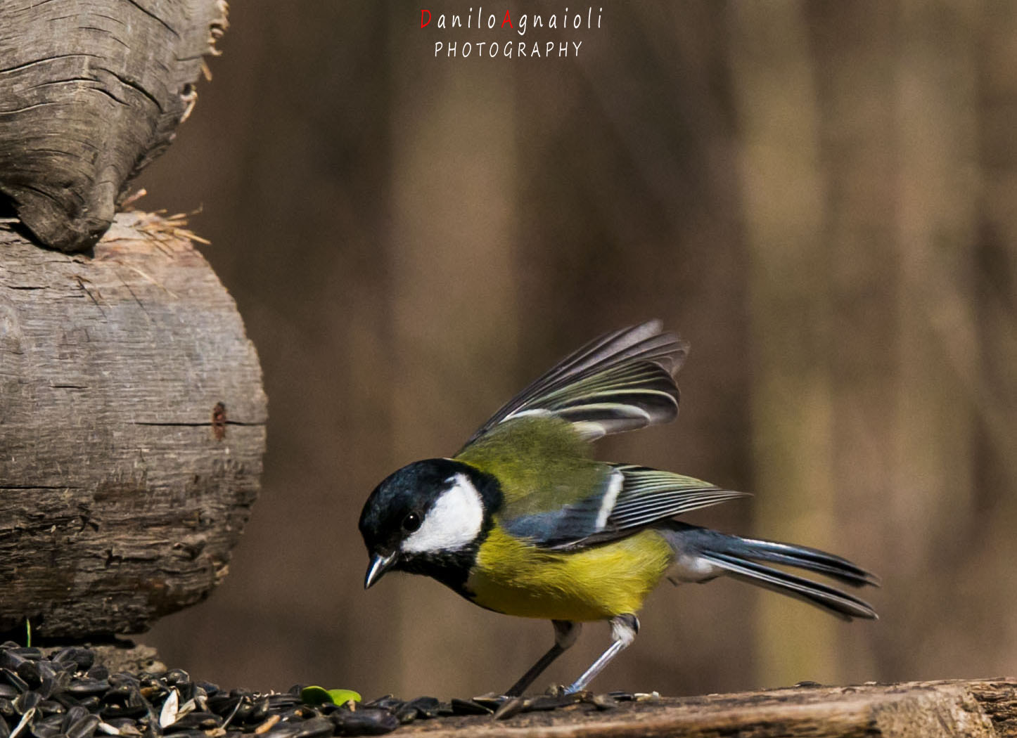 Tamron SP 150-600mm F5-6.3 Di VC USD sample photo. Fermo non ci so' stare photography