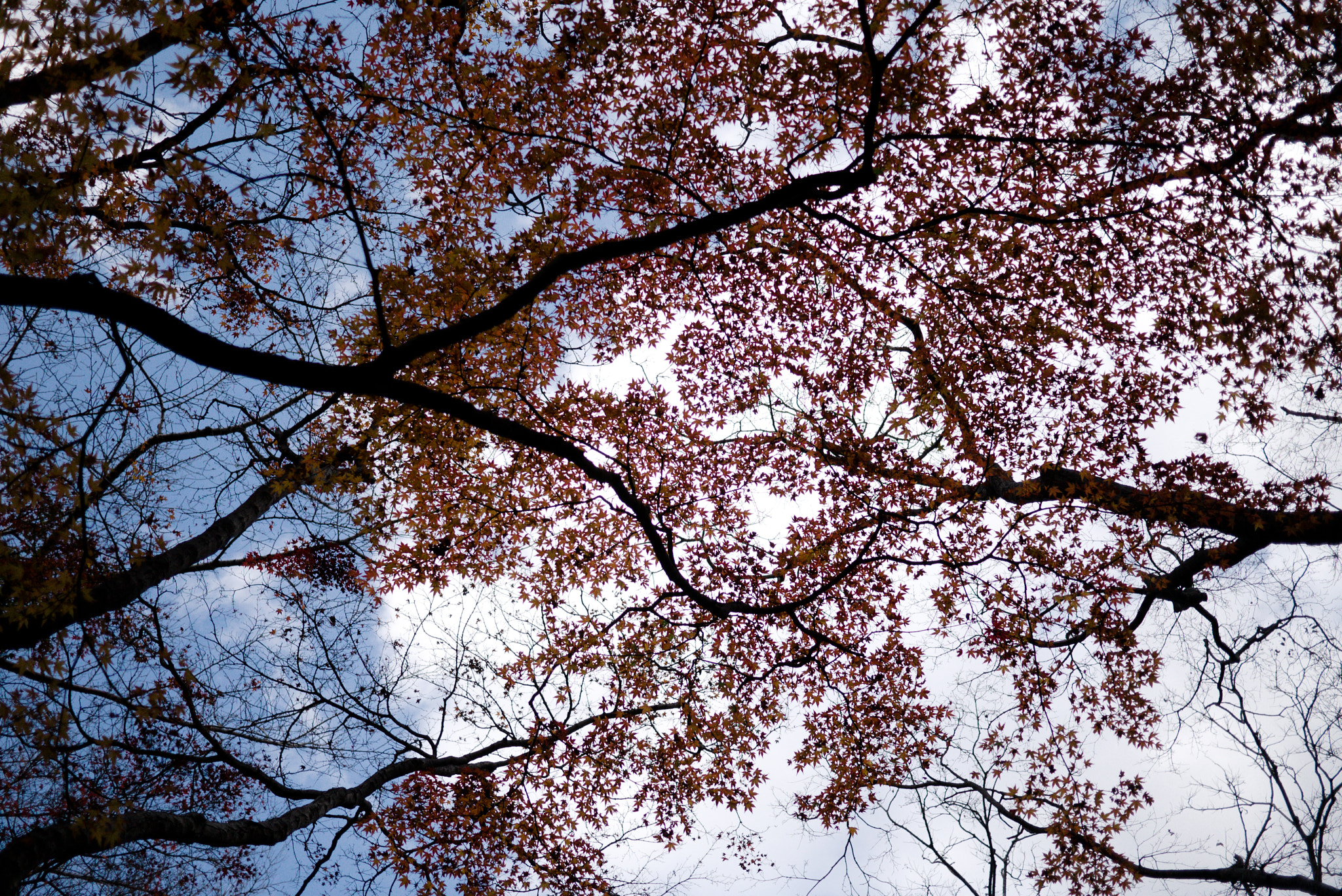 Panasonic Lumix DMC-GX1 sample photo. Maple in jinhae #3 photography