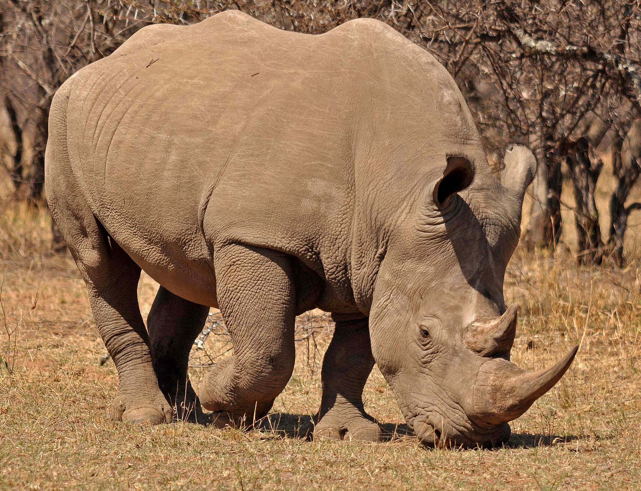 Nikon D90 + Sigma 150-500mm F5-6.3 DG OS HSM sample photo. White rhino photography