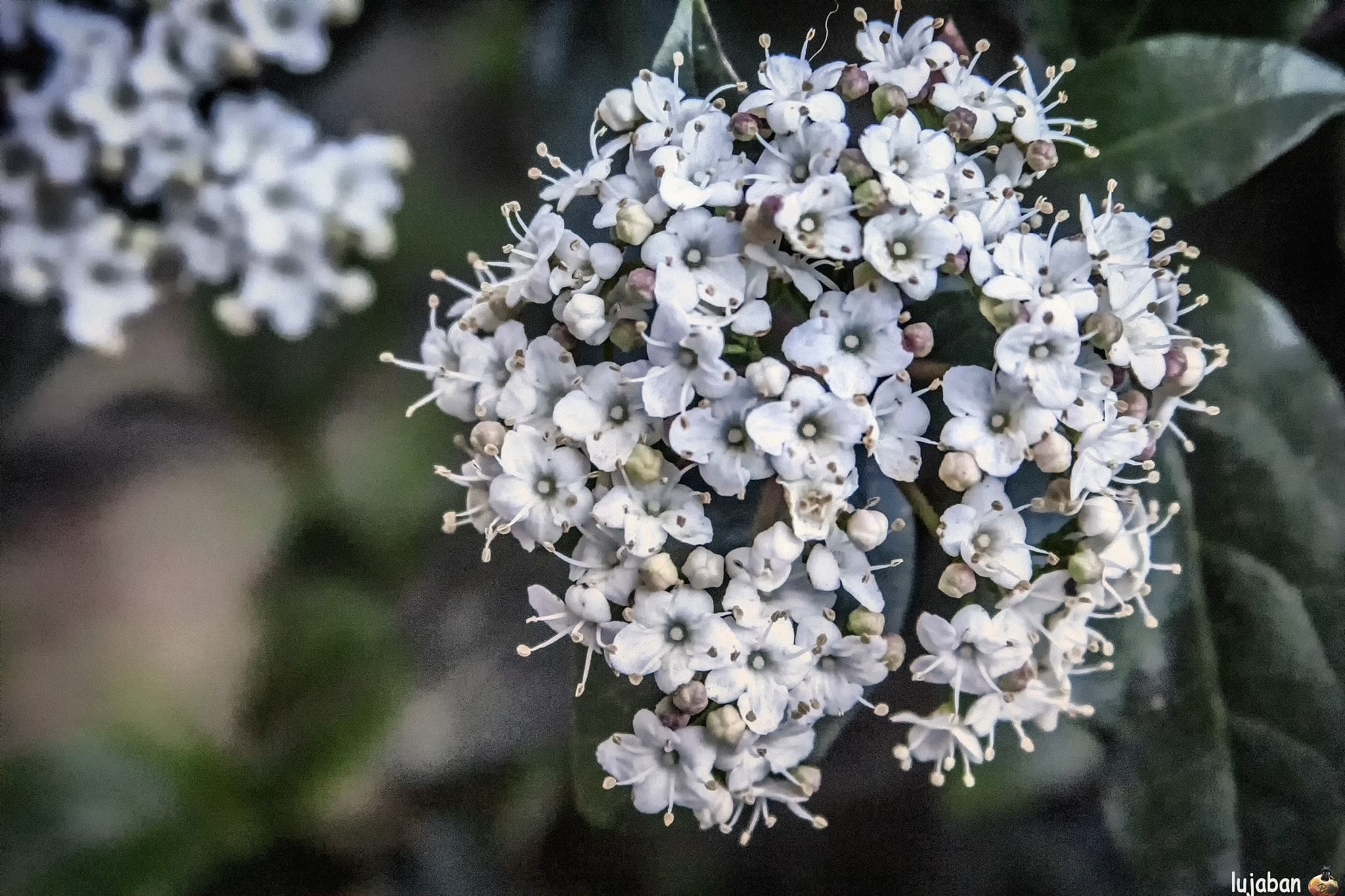 Canon EF 28-135mm F3.5-5.6 IS USM sample photo. Bouquet of small flowers photography