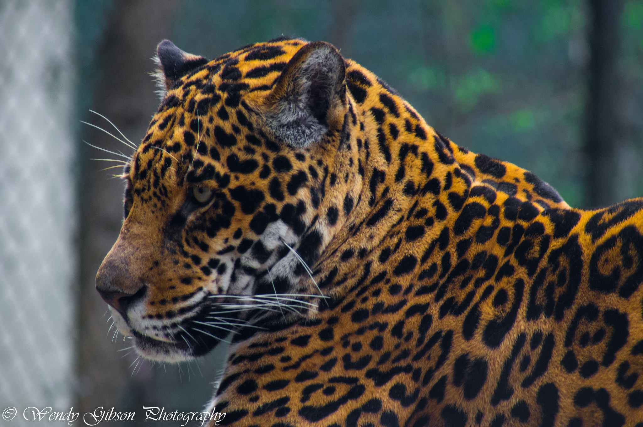 Sony 75-300mm F4.5-5.6 sample photo