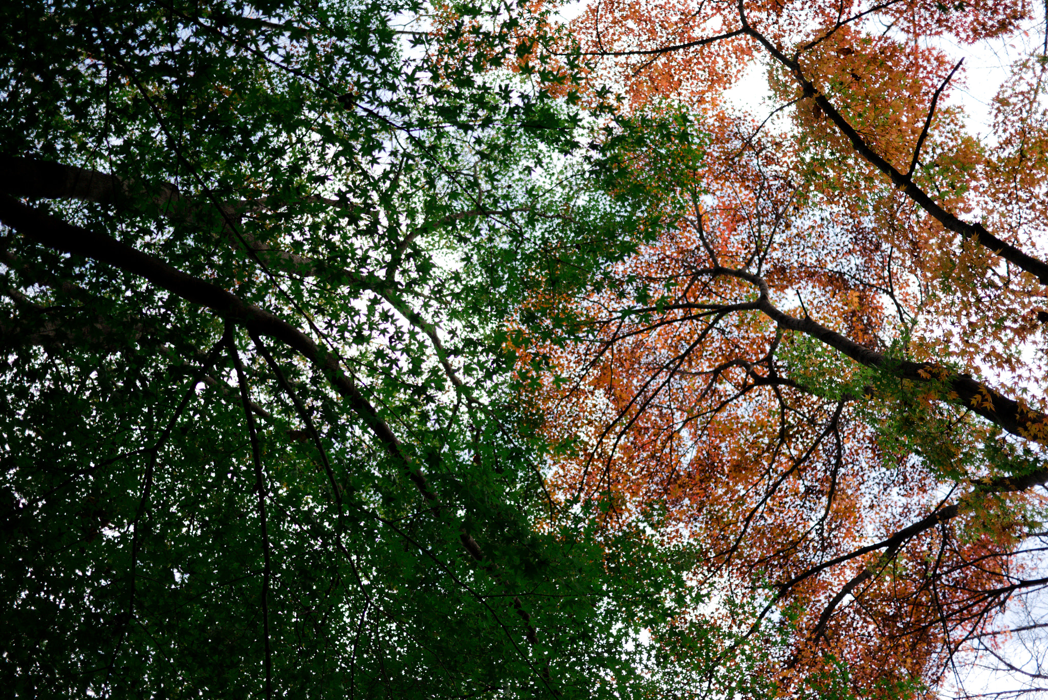 Panasonic Lumix DMC-GX1 sample photo. Maple in jinhae #5 photography