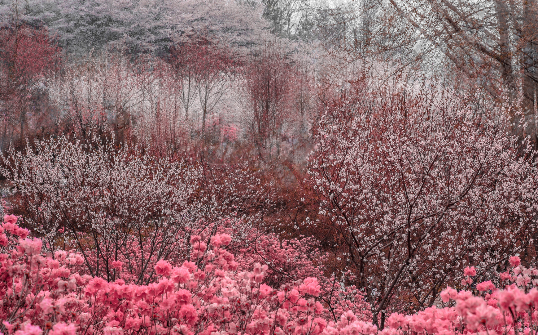 Fujifilm X-E1 + Fujifilm XF 60mm F2.4 R Macro sample photo. Rhythm of spring photography