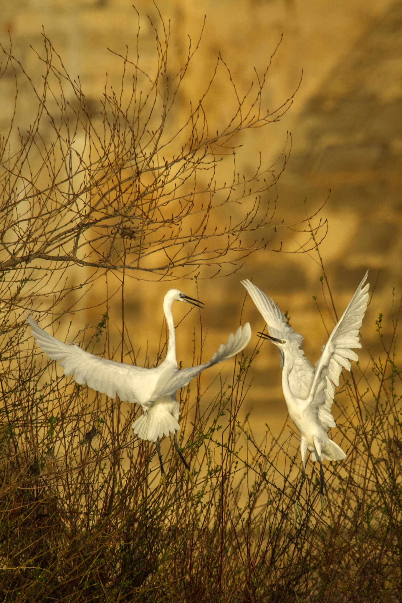 Canon EF 100-400mm F4.5-5.6L IS USM sample photo. Garcetas photography