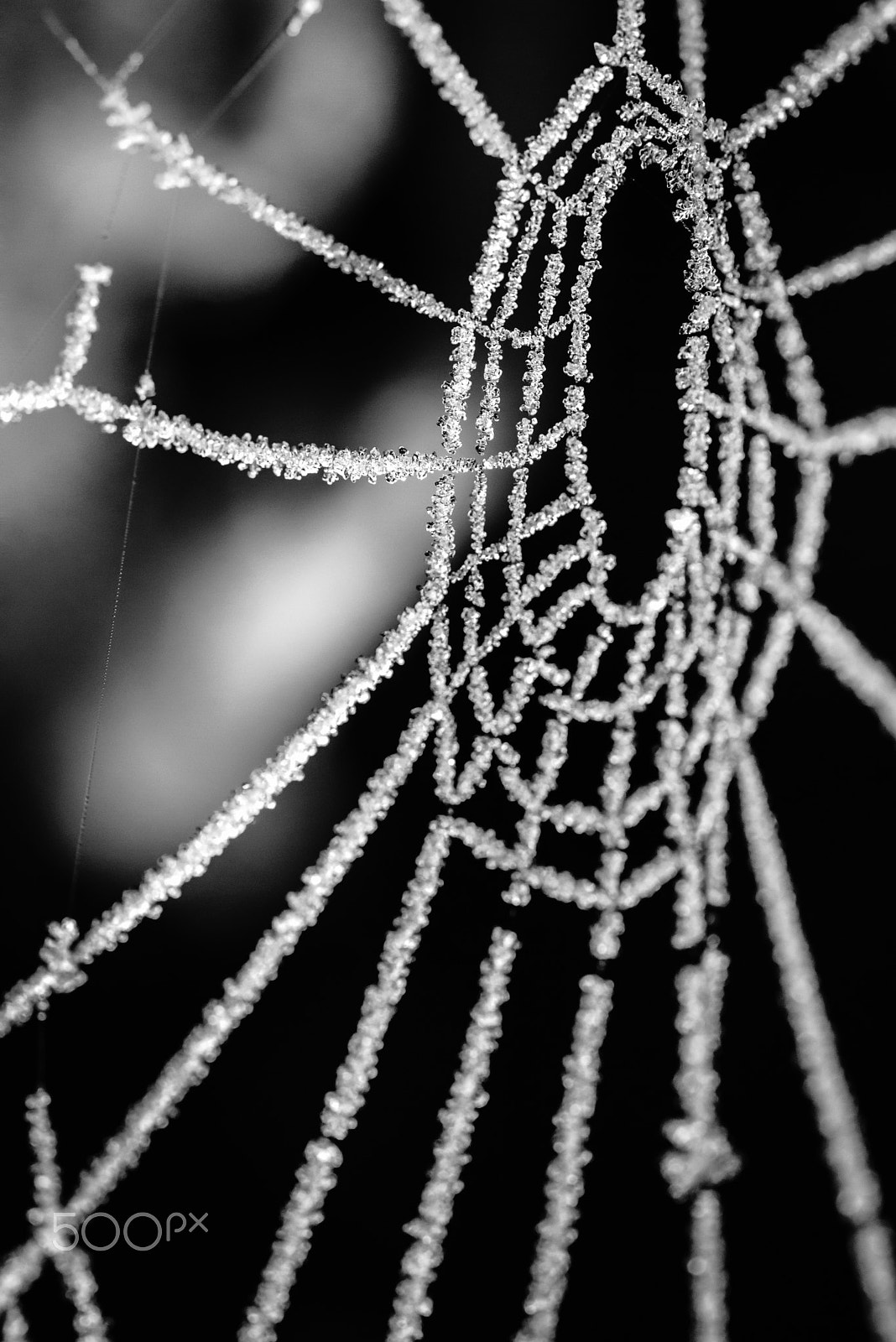 Sony a7R + Sony FE 90mm F2.8 Macro G OSS sample photo. Frozen spiderweb photography