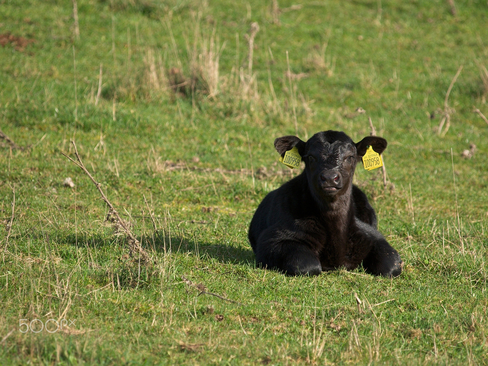 Olympus OM-D E-M1 sample photo. Angus calf photography
