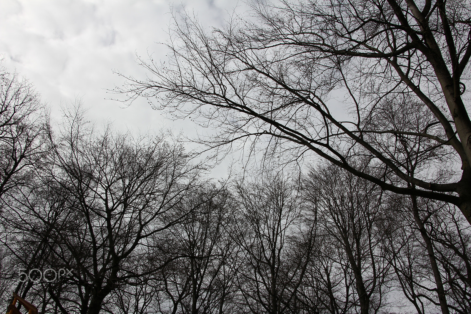 Canon EOS 550D (EOS Rebel T2i / EOS Kiss X4) sample photo. Trees in park - look at sky photography
