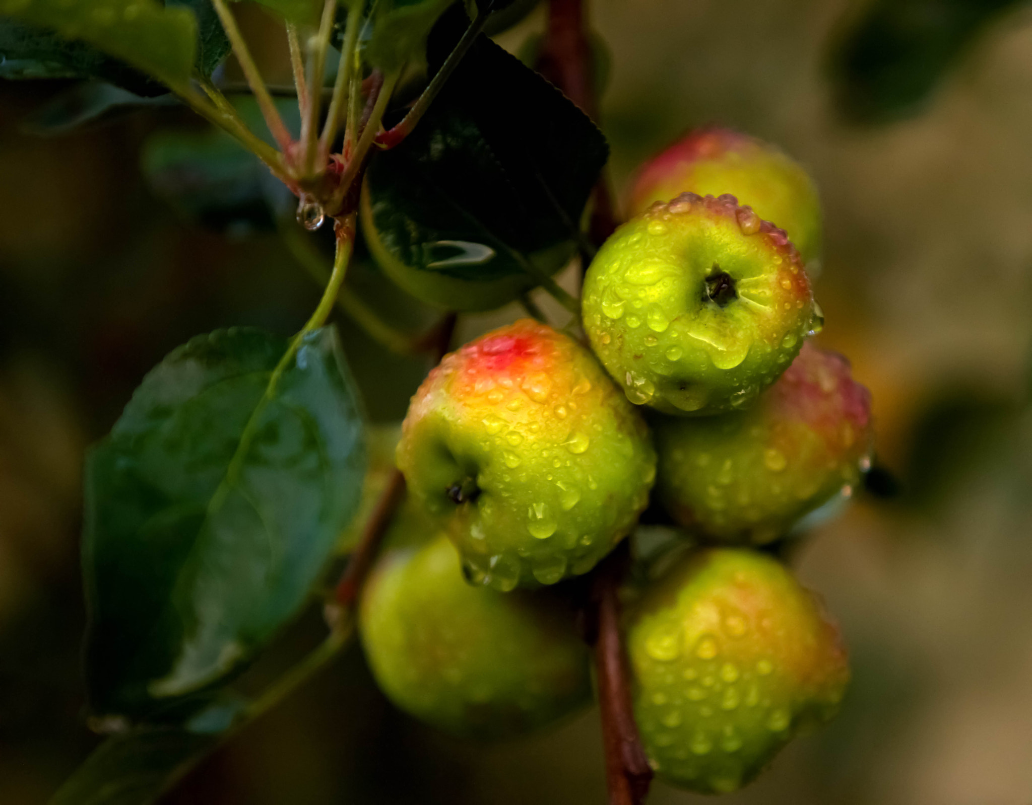 Canon EOS 5DS sample photo. Fresh food people  photography