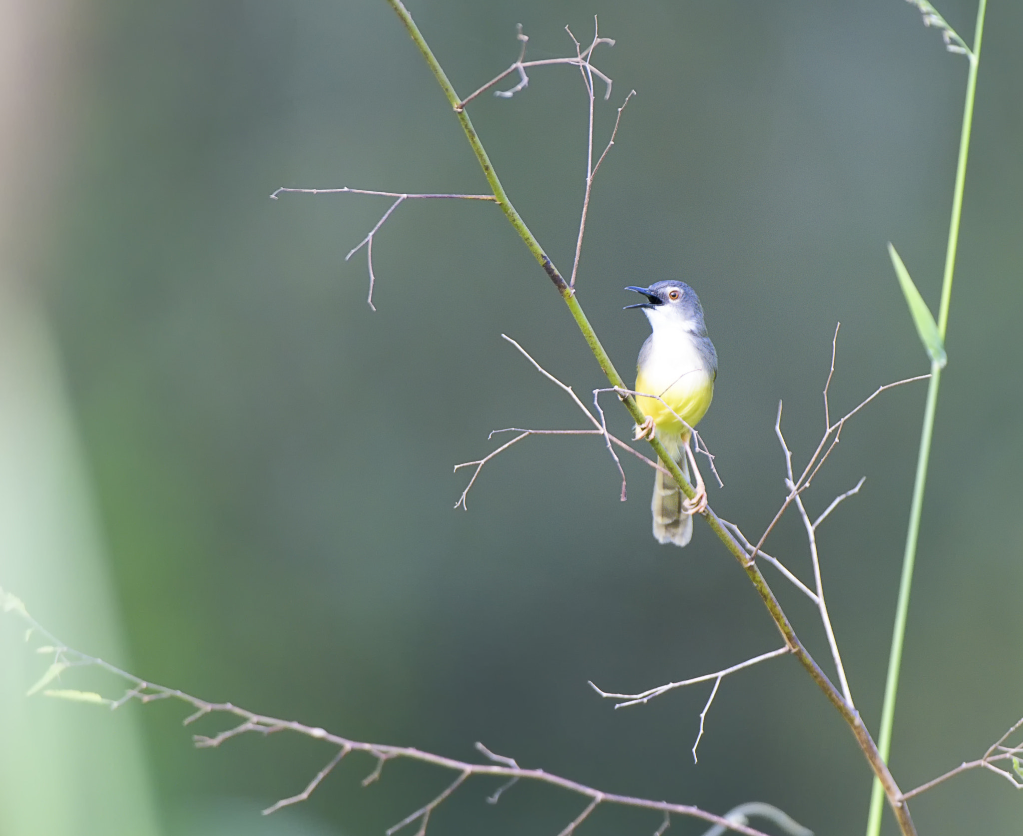 Nikon AF-S Nikkor 200-400mm F4G ED-IF VR sample photo. Yellow bellied prinia photography