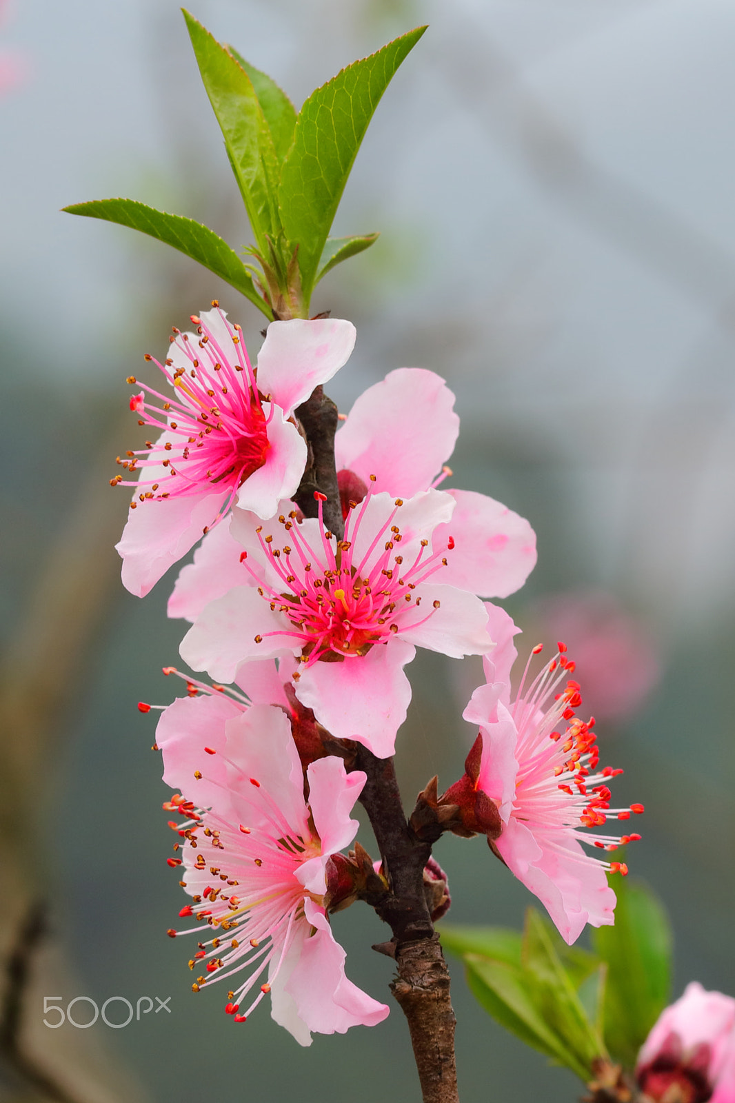 Canon EOS 5DS R + Canon EF 100mm F2.8L Macro IS USM sample photo. Peach blossom photography