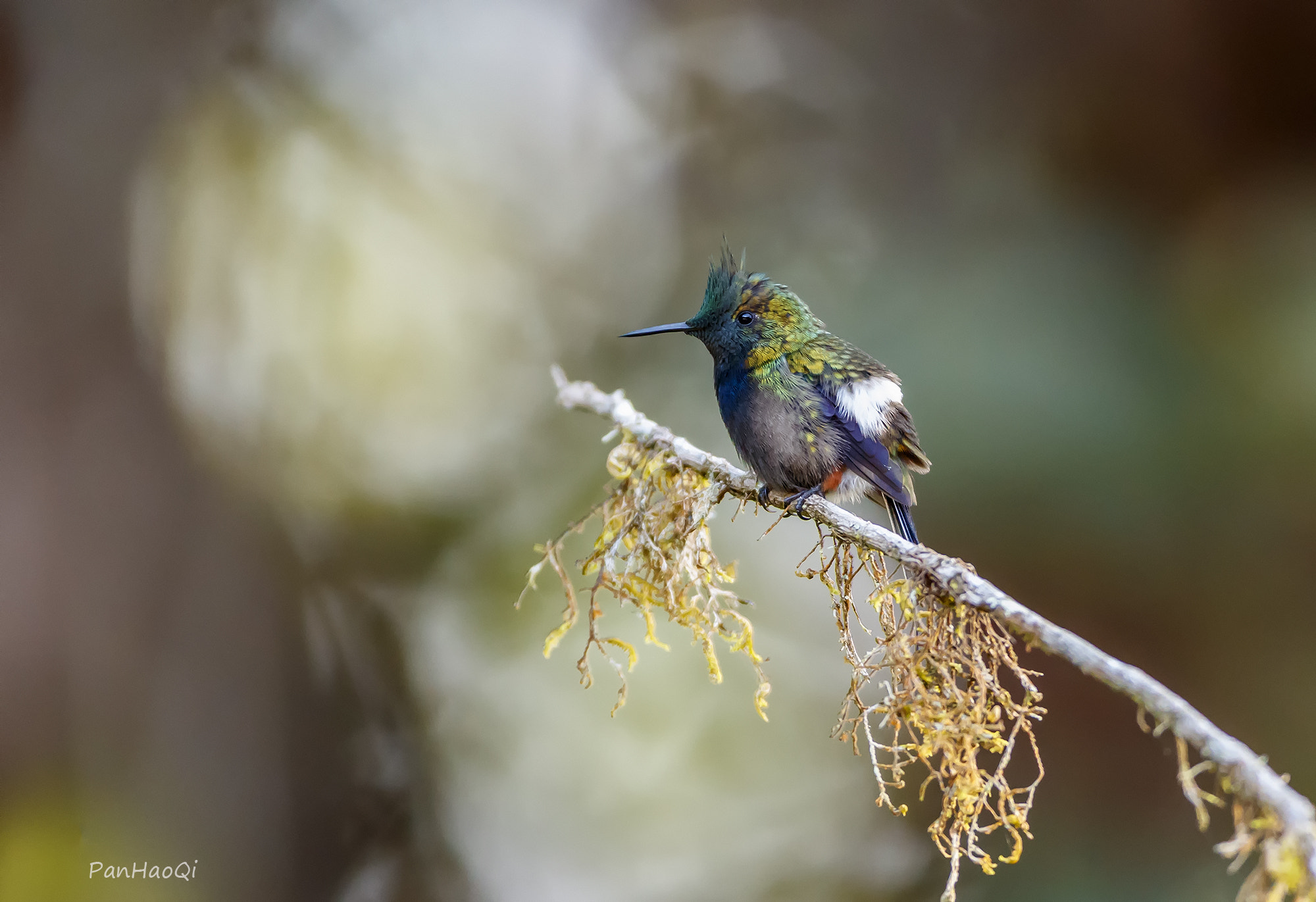 Canon EF 200-400mm F4L IS USM Extender 1.4x sample photo. Wire-crested thorntail hummingbird photography